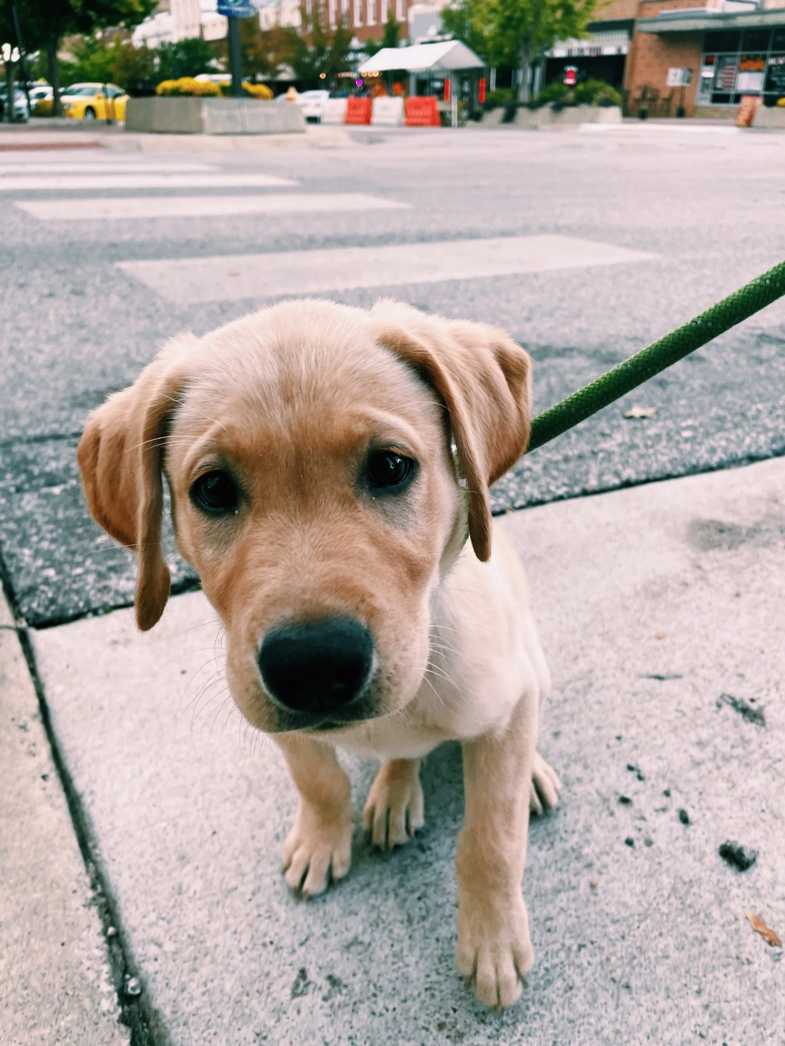 Unknown Location of a cute puppy  