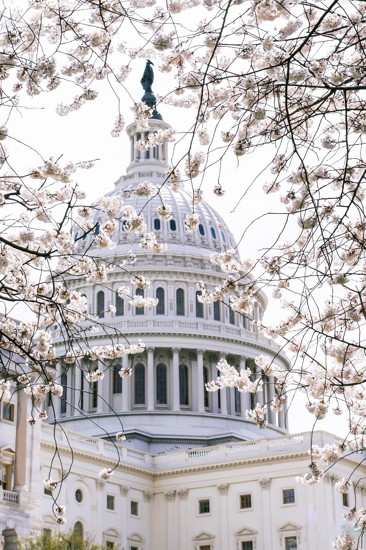 The United States Capitol building viewed through blooming pink cherry blossom trees.