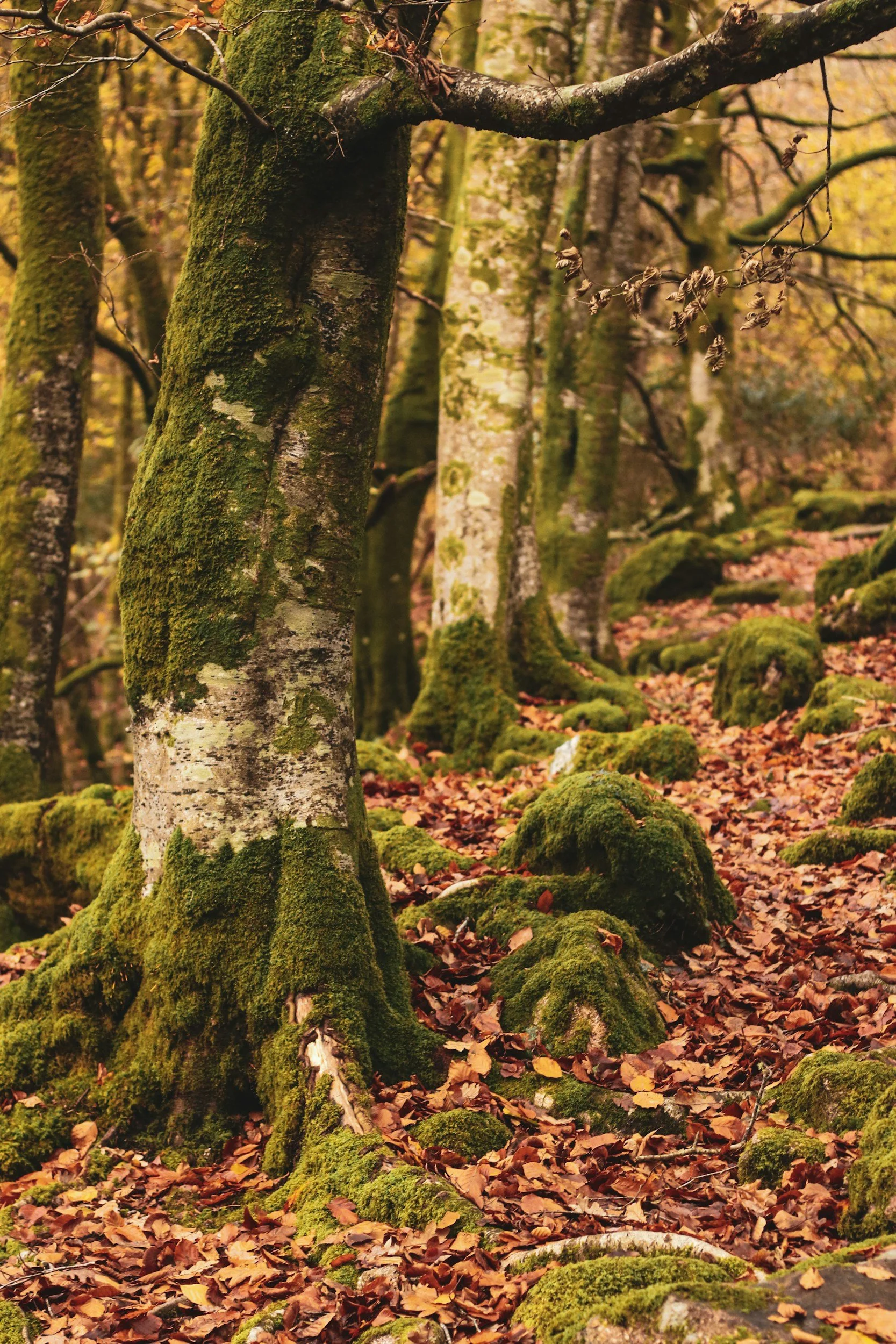 Forested autumn scene with moss-covered trees, fallen leaves, and rocks on the forest floor.