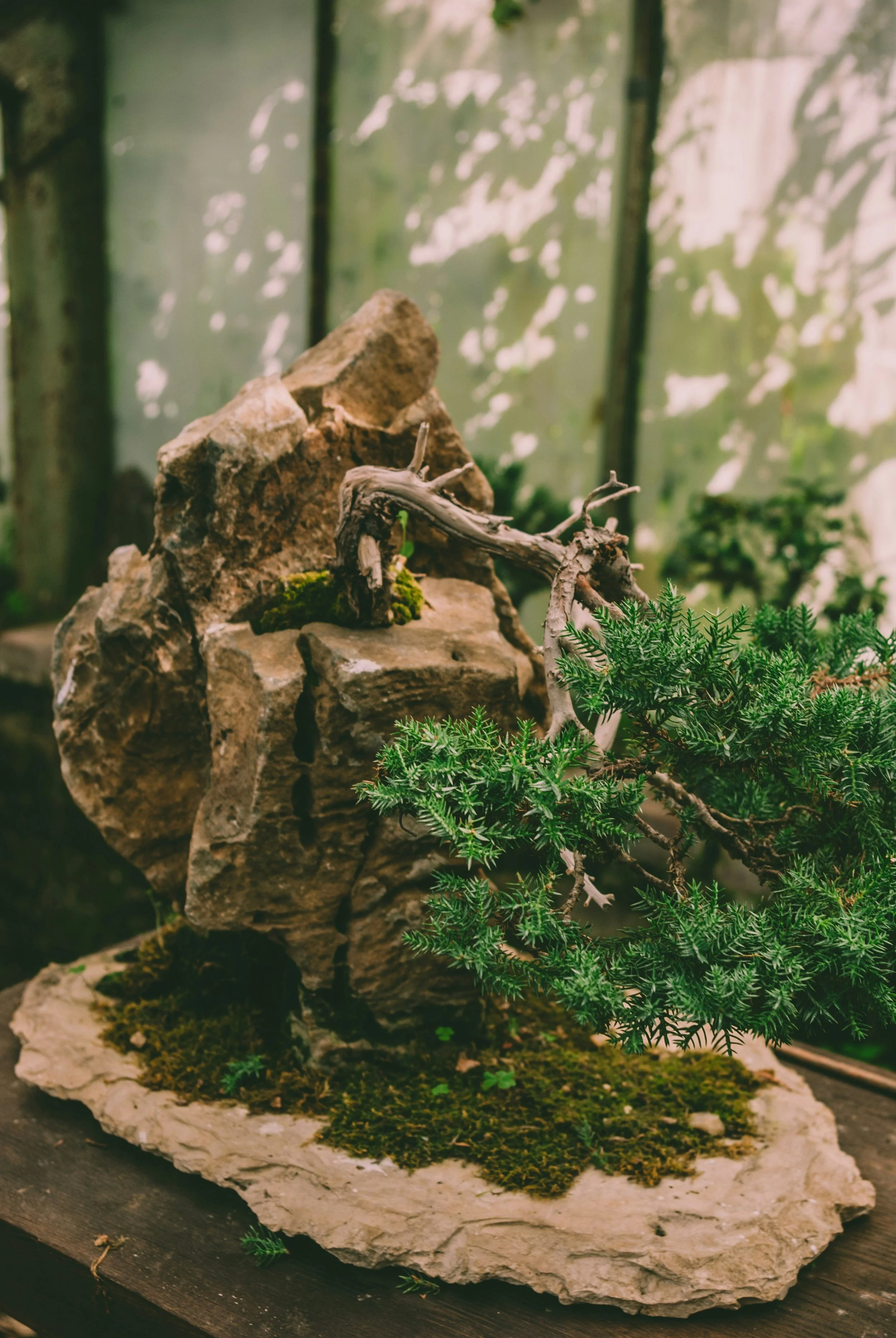 A miniature landscape model featuring rocks, moss, and small green plants inside a shallow stone or concrete border, with blurred background.