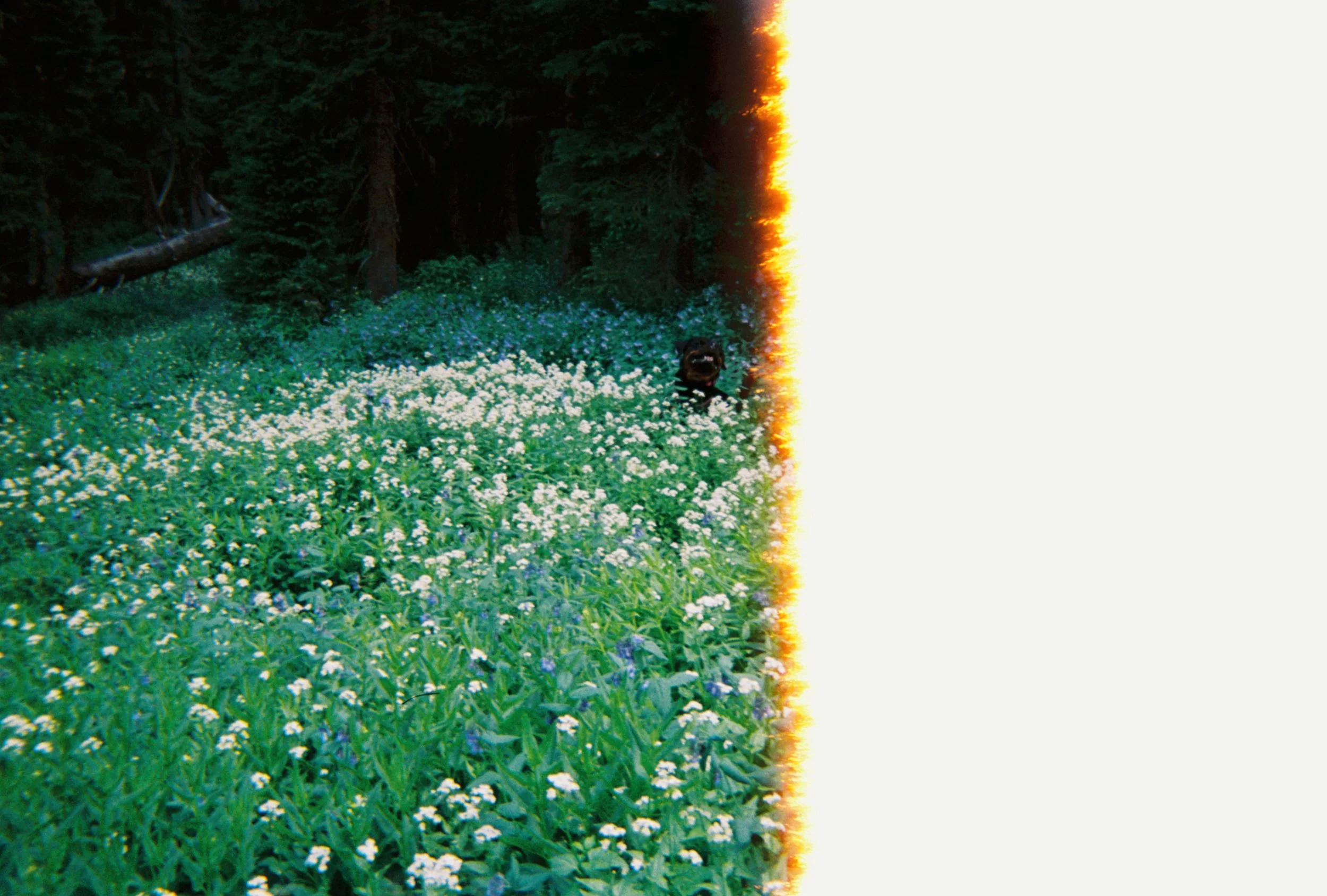 A scenic outdoor scene featuring a lush green area with numerous small white and purple flowers, a dense forest in the background, and a sunset casting a golden glow on the right side of the image.