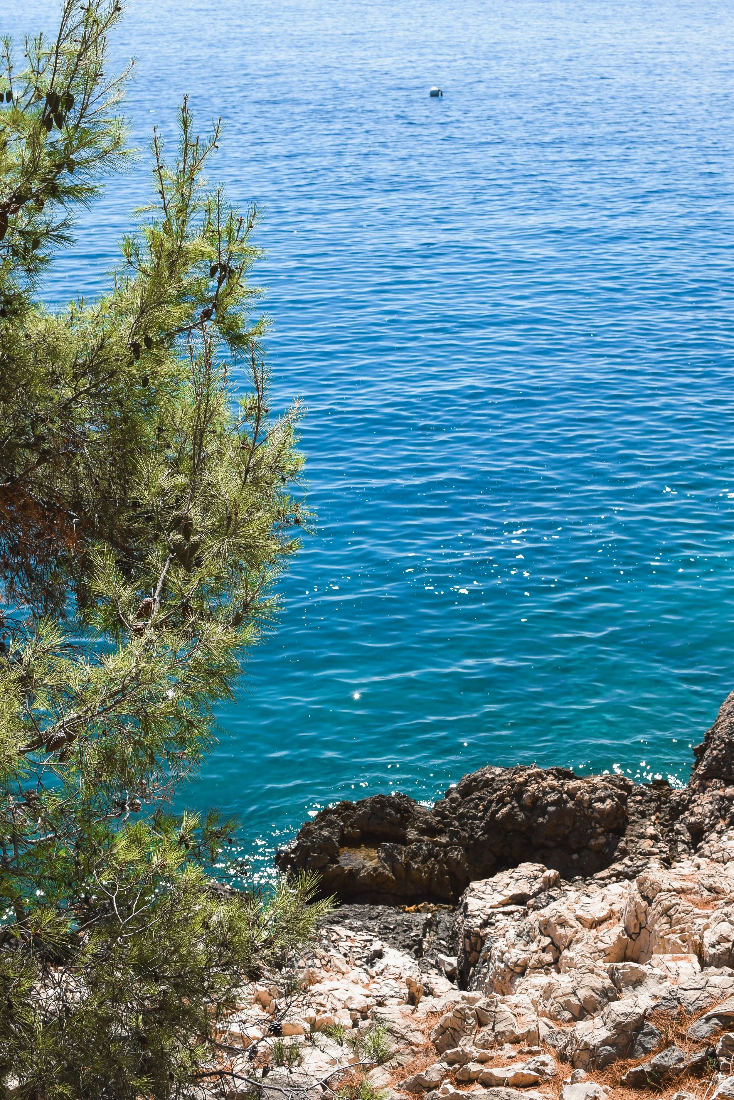 Scenic view of a rocky shoreline with pine trees in the foreground and calm blue water extending into the distance under a clear sky.