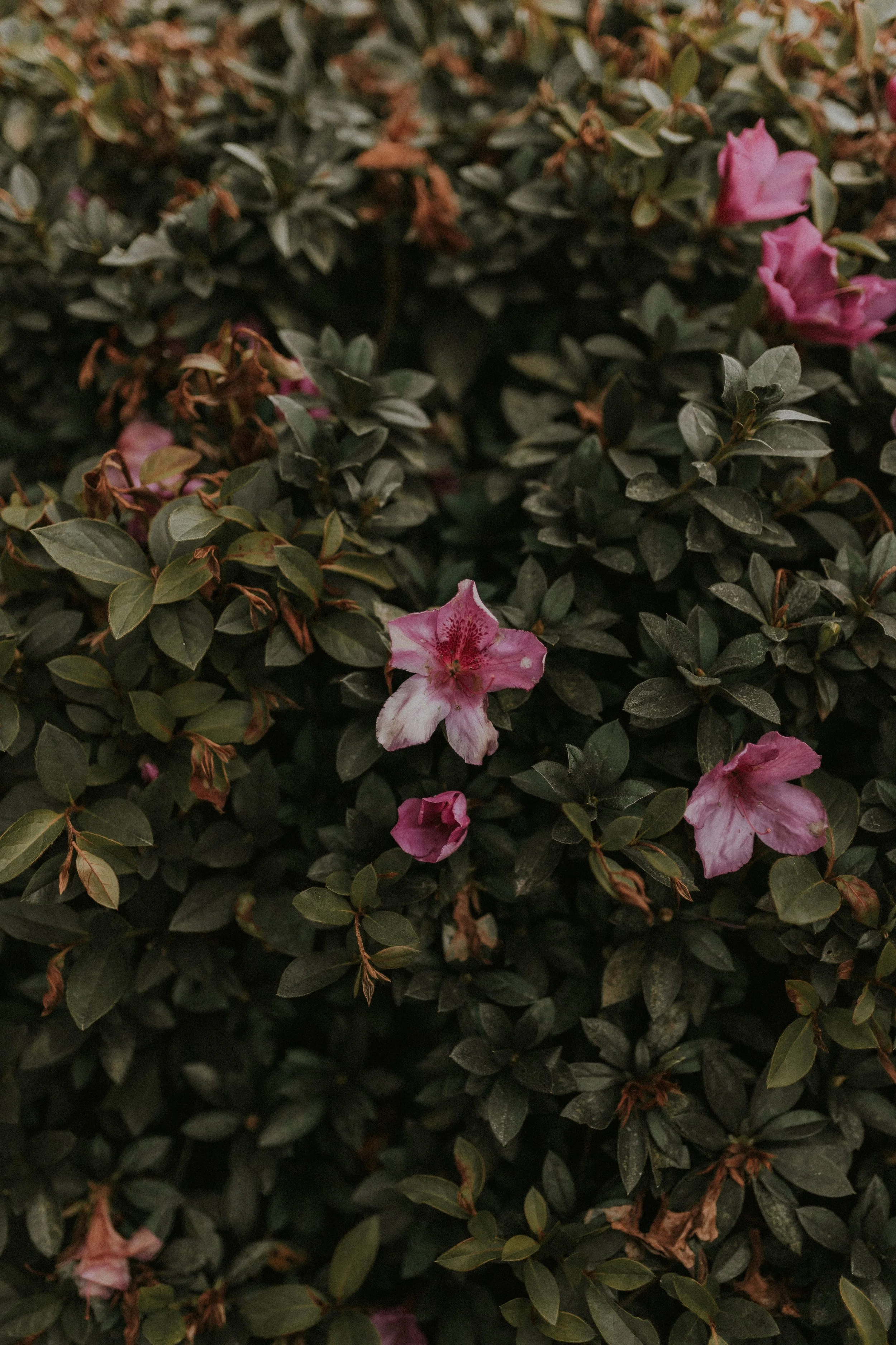 Close-up of green foliage with pink flowers scattered throughout.