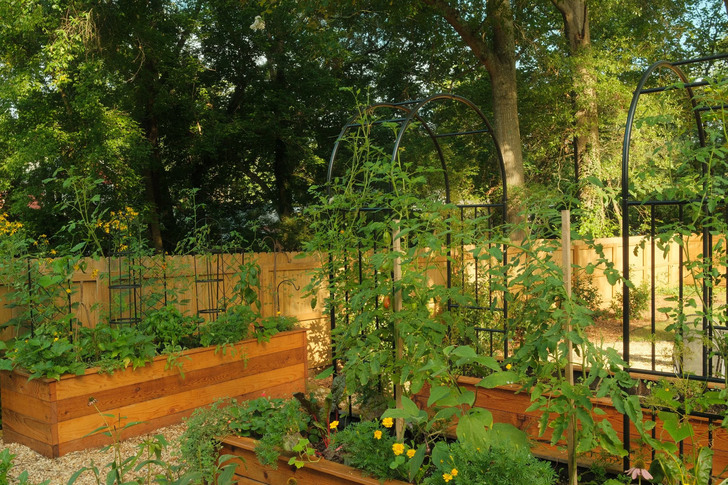 Why Grow a Kitchen Garden in Raised Beds?