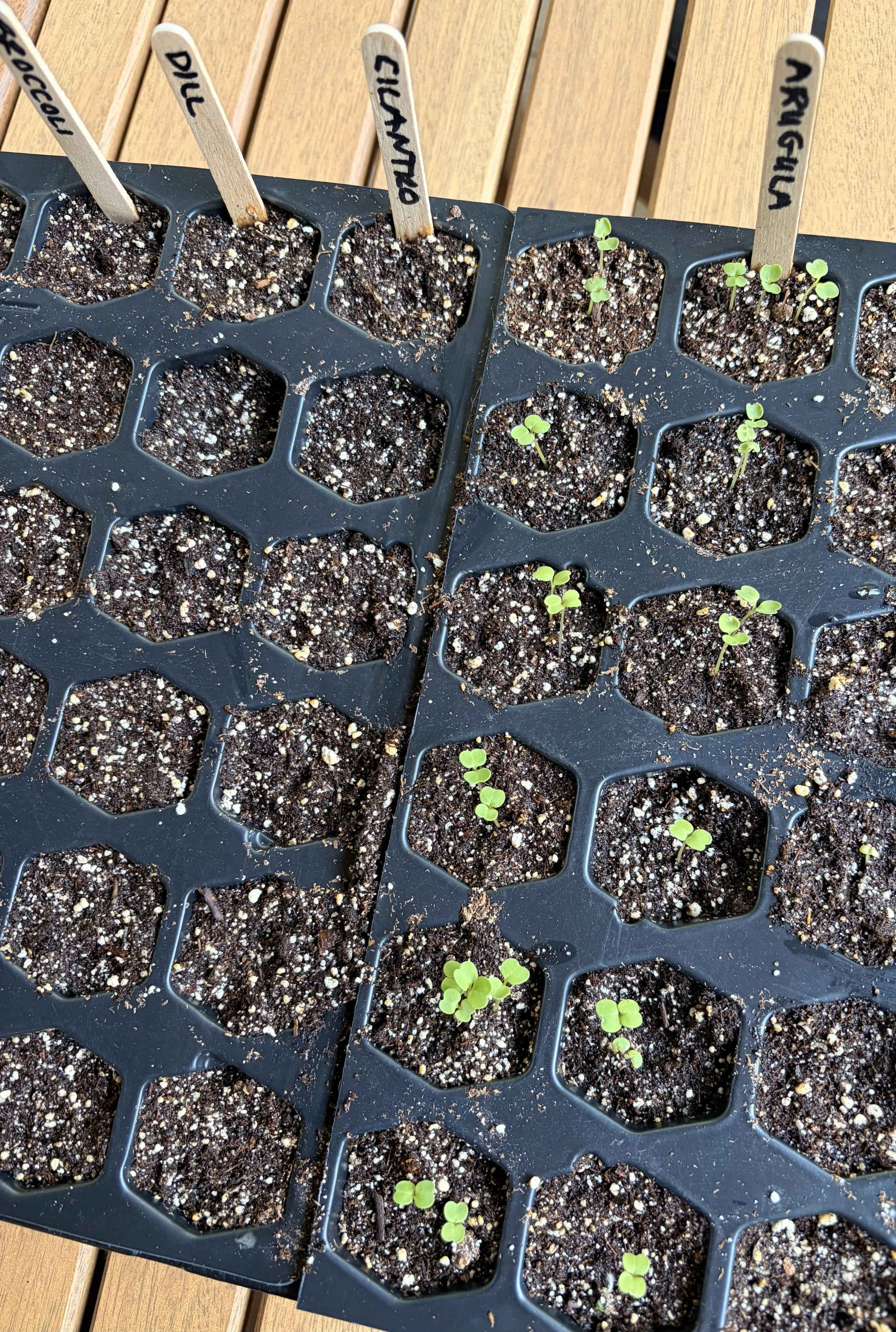 Seed Starting 101