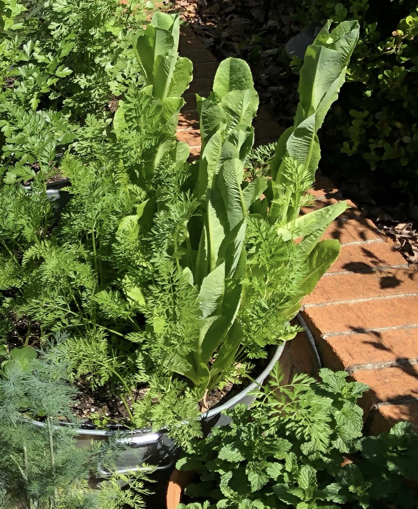 How to Grow Lettuce in Containers