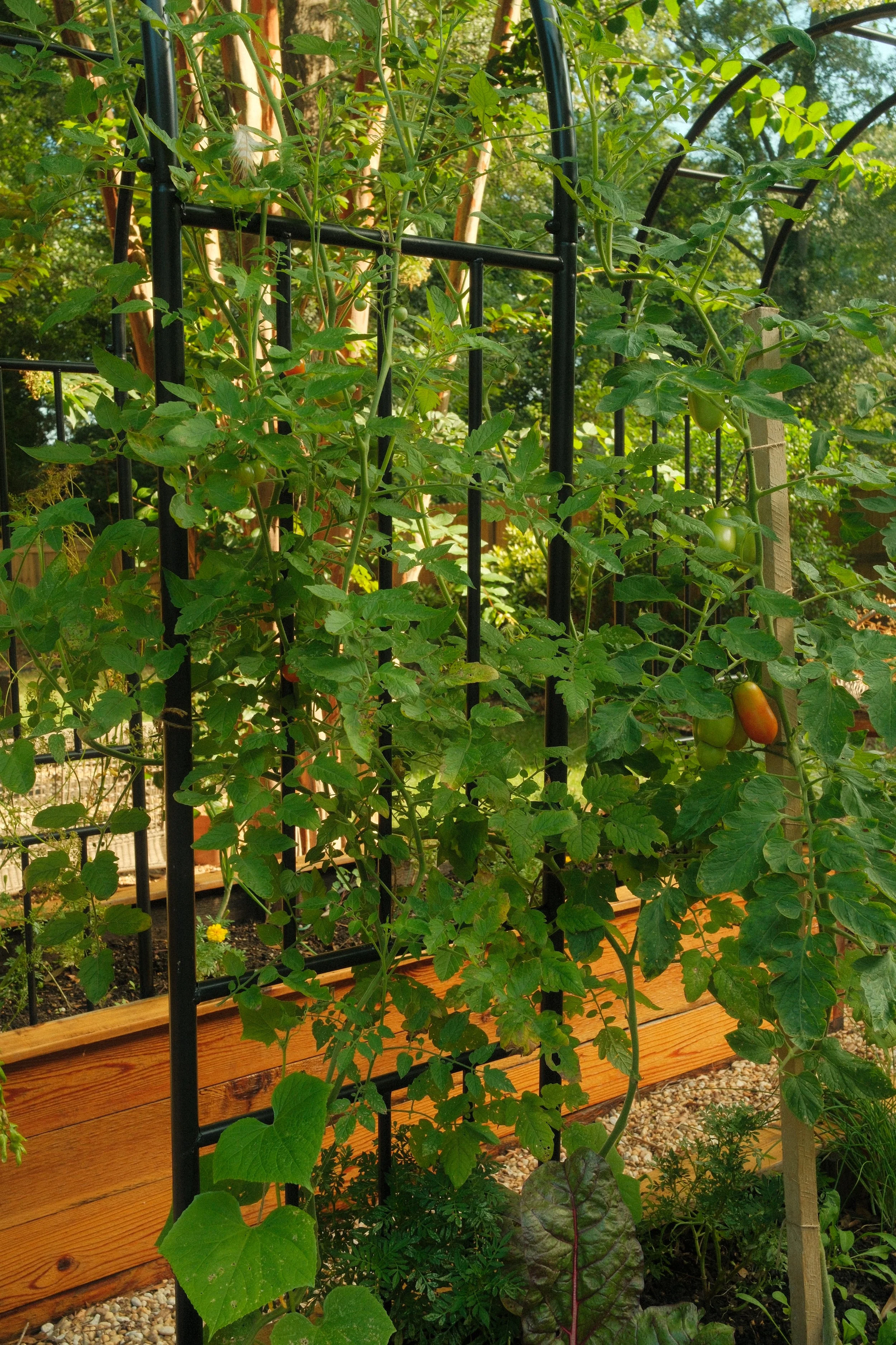 The Best Trellis Options for Vertical Growing in a Kitchen Garden