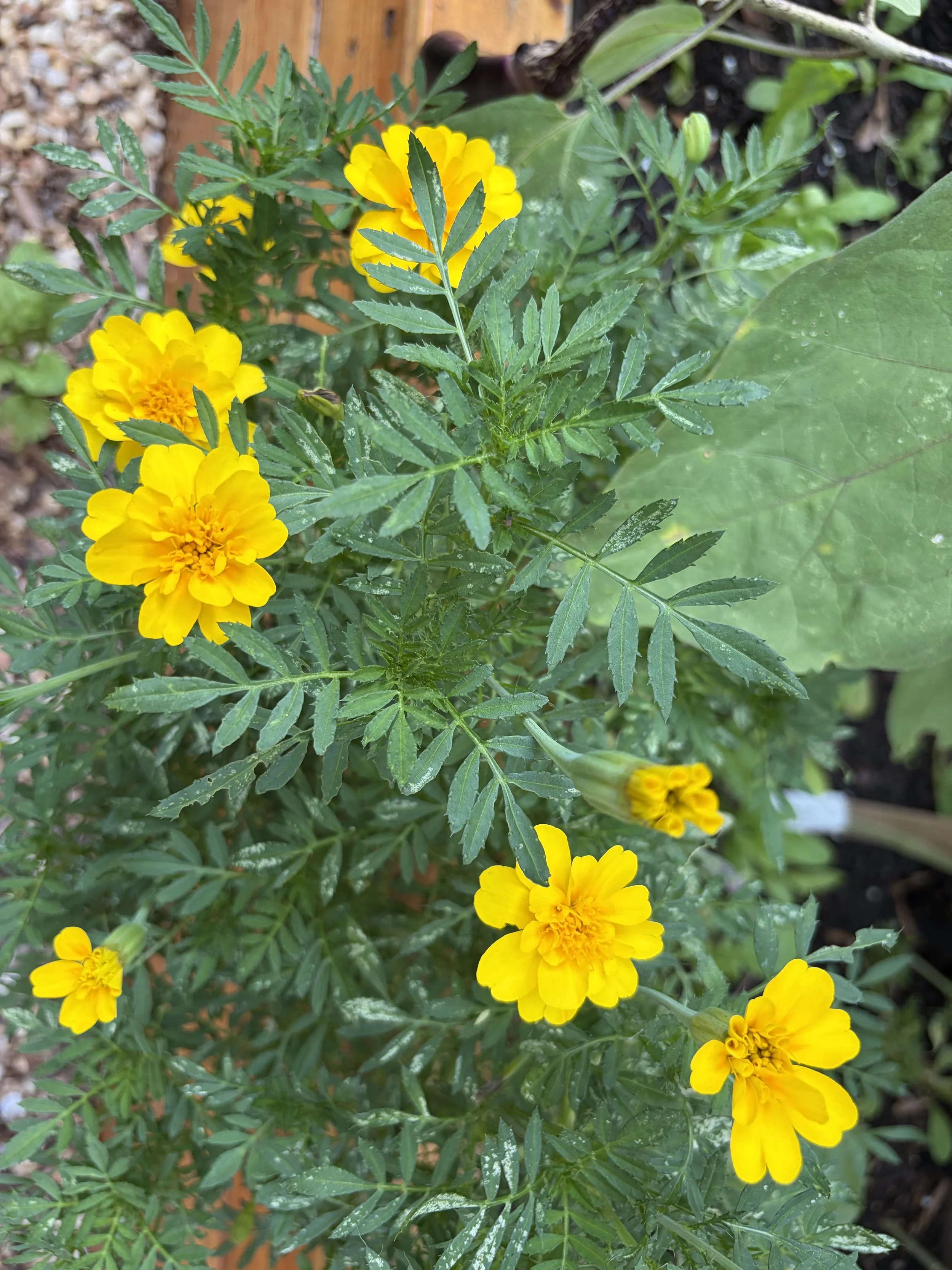 Flowers to Grow in Your Kitchen Garden