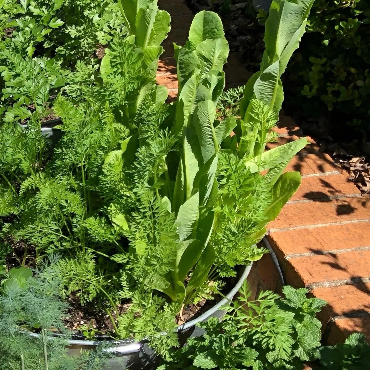 Lettuce growing inside a galvanized tub.