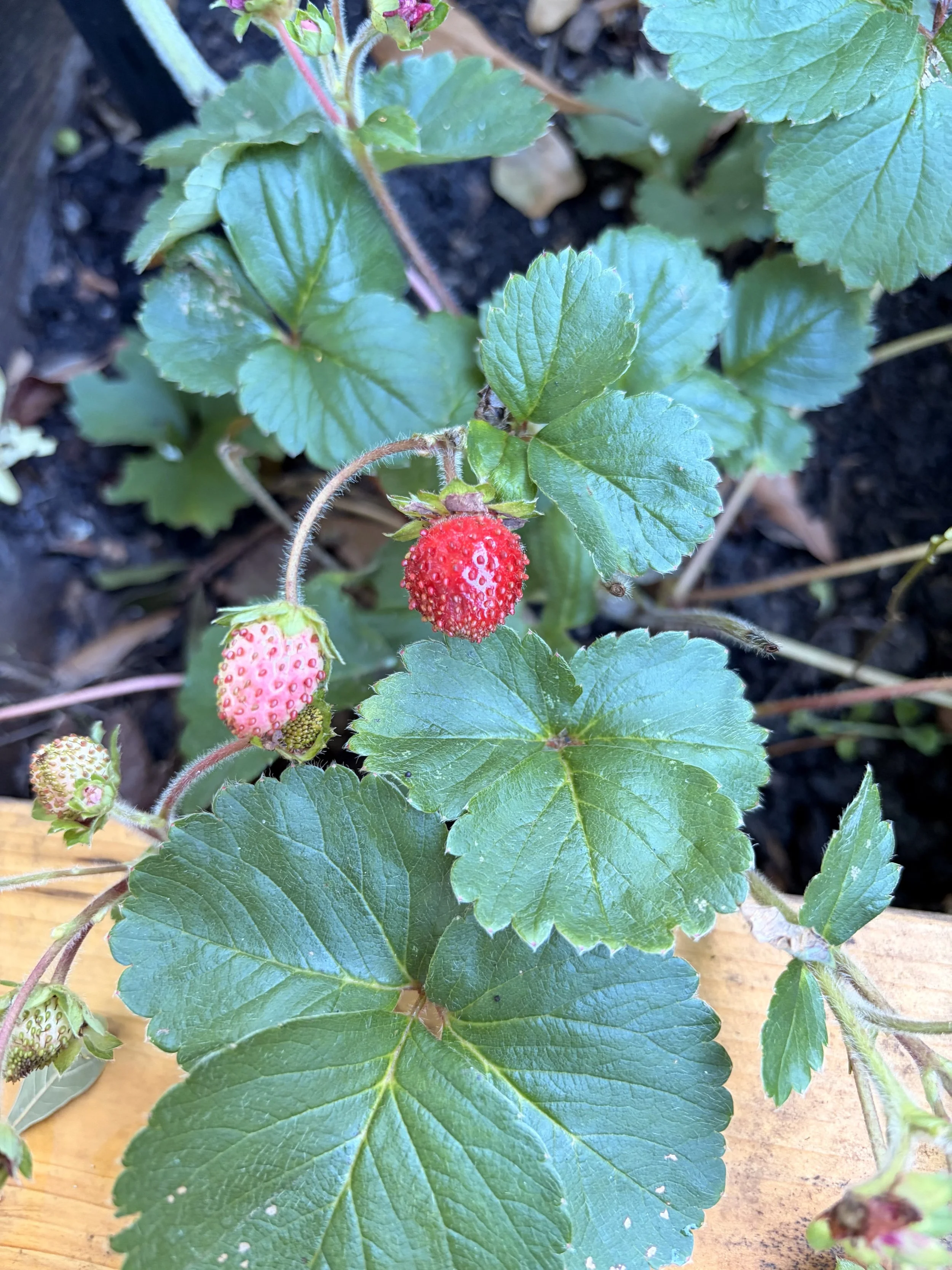 Strawberries in a raised kitchen garden bed.