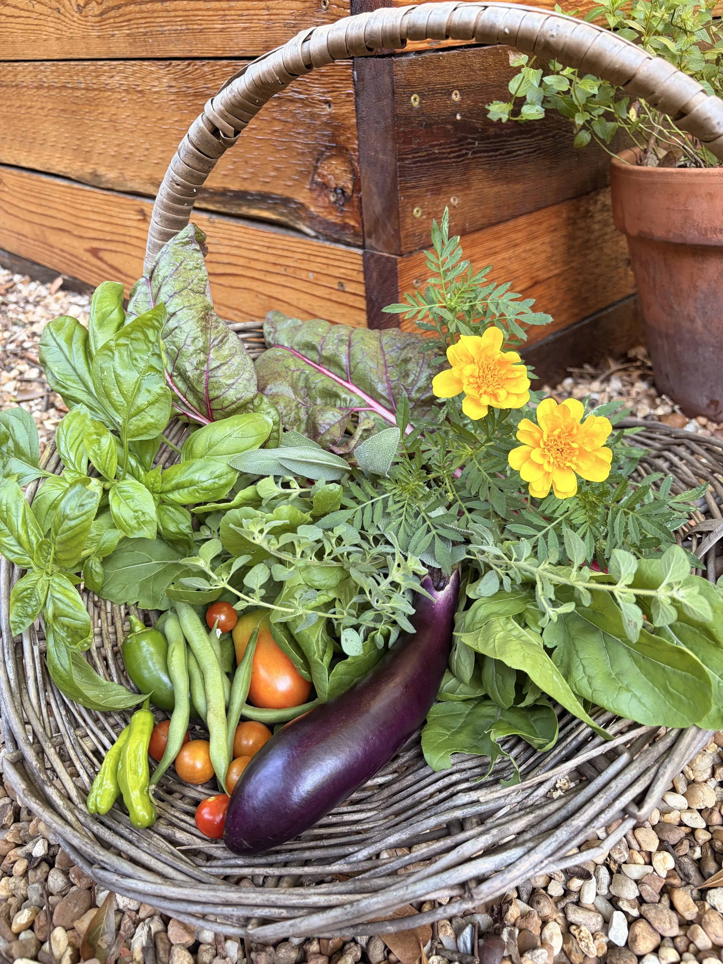Harvest basket next to raised kitchen garden bed, holding eggplant, tomatoes, green beans, peppers, basil, and more.
