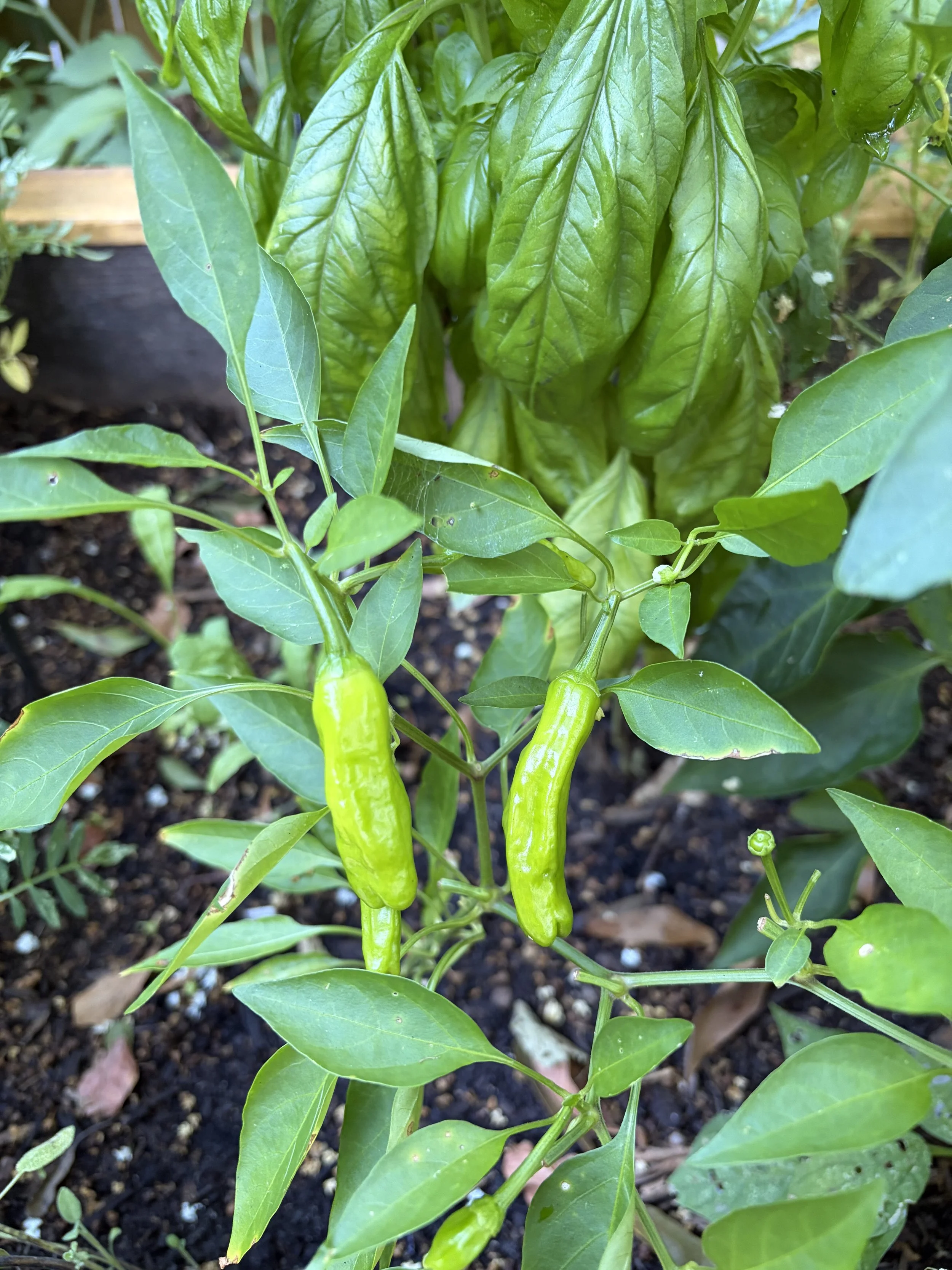 Shishito peppers in a raised kitchen garden bed.