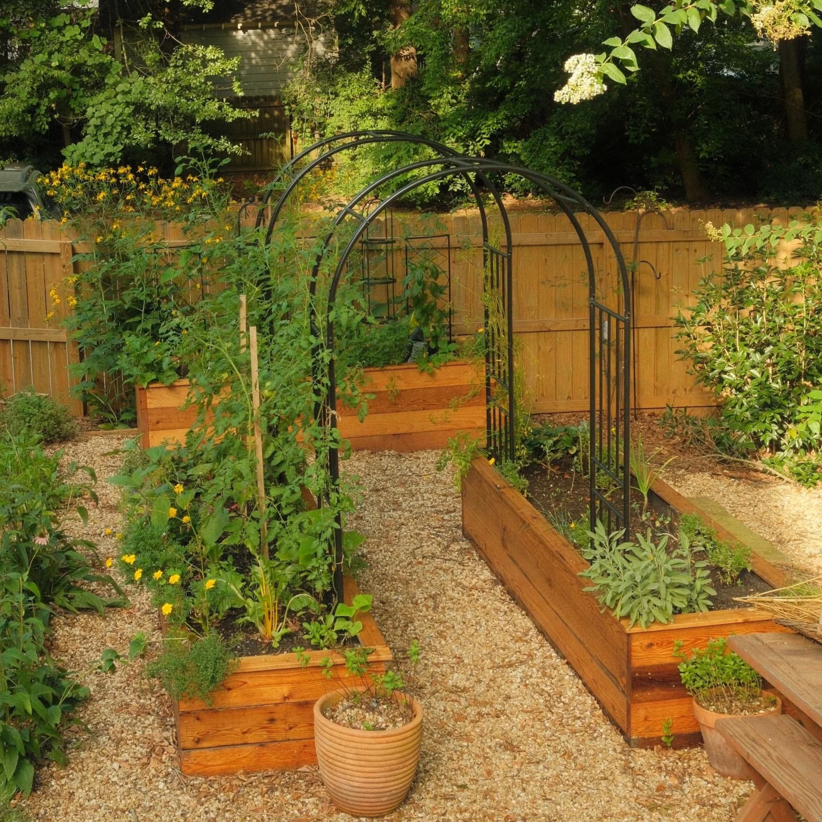 Two kitchen garden raised beds connected by a pair of black arched trellises covered with tomato vines.