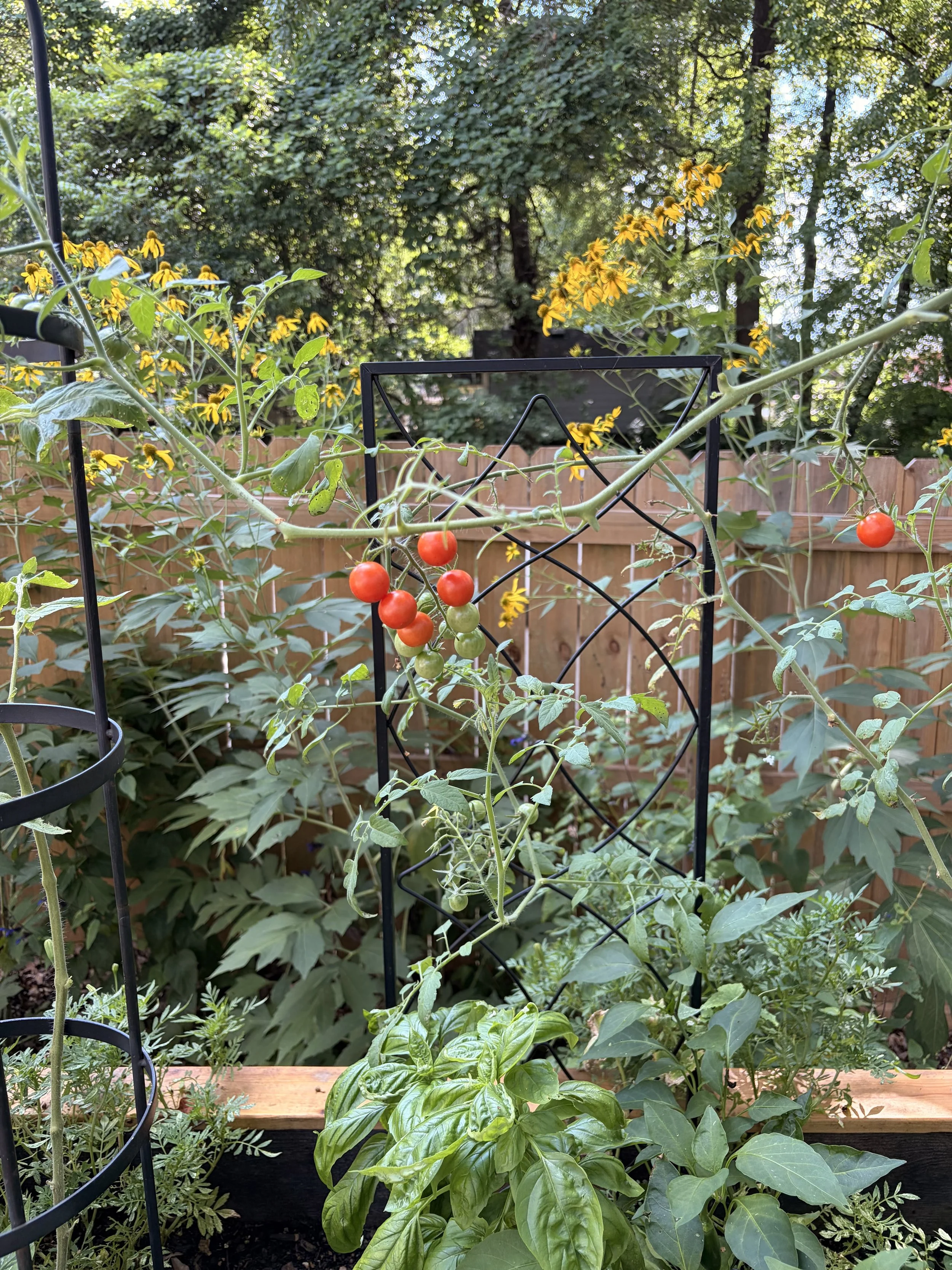 Raised garden bed with cherry tomatoes growing on the vine.
