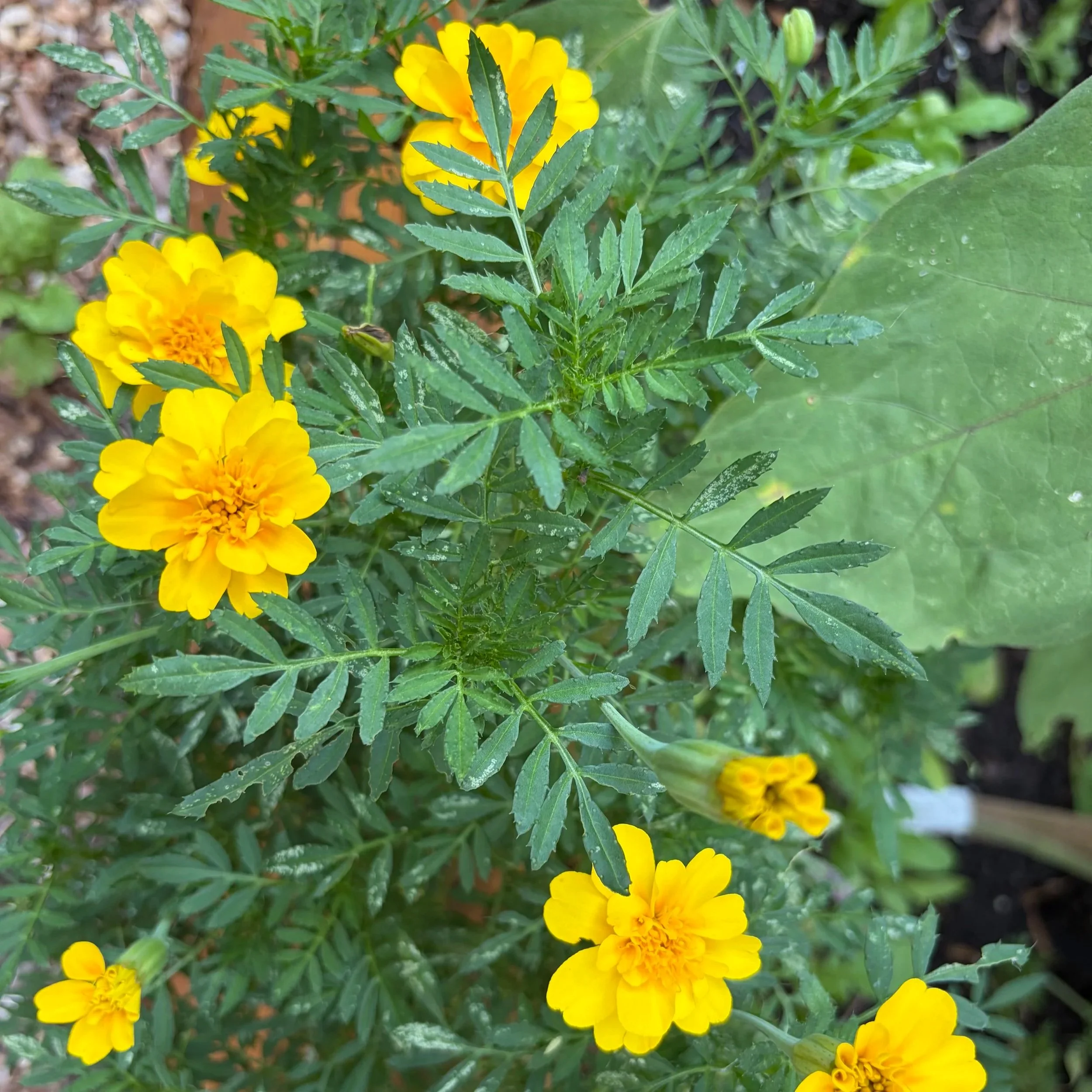 Marigold flowers blooming in a raised bed kitchen garden.