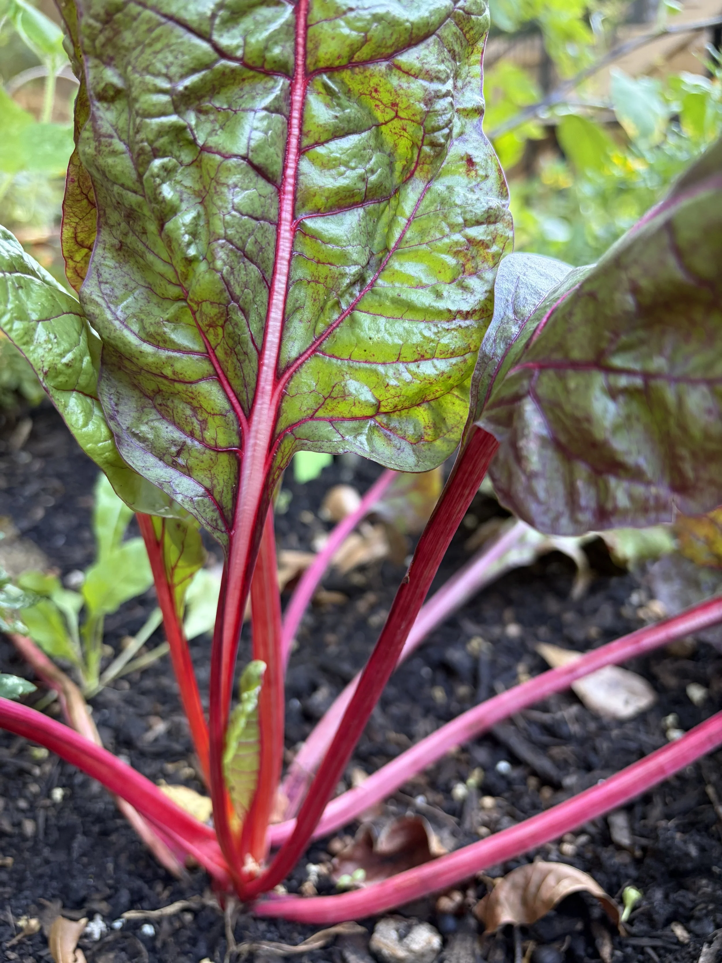 Swiss chard in a raised kitchen garden bed.
