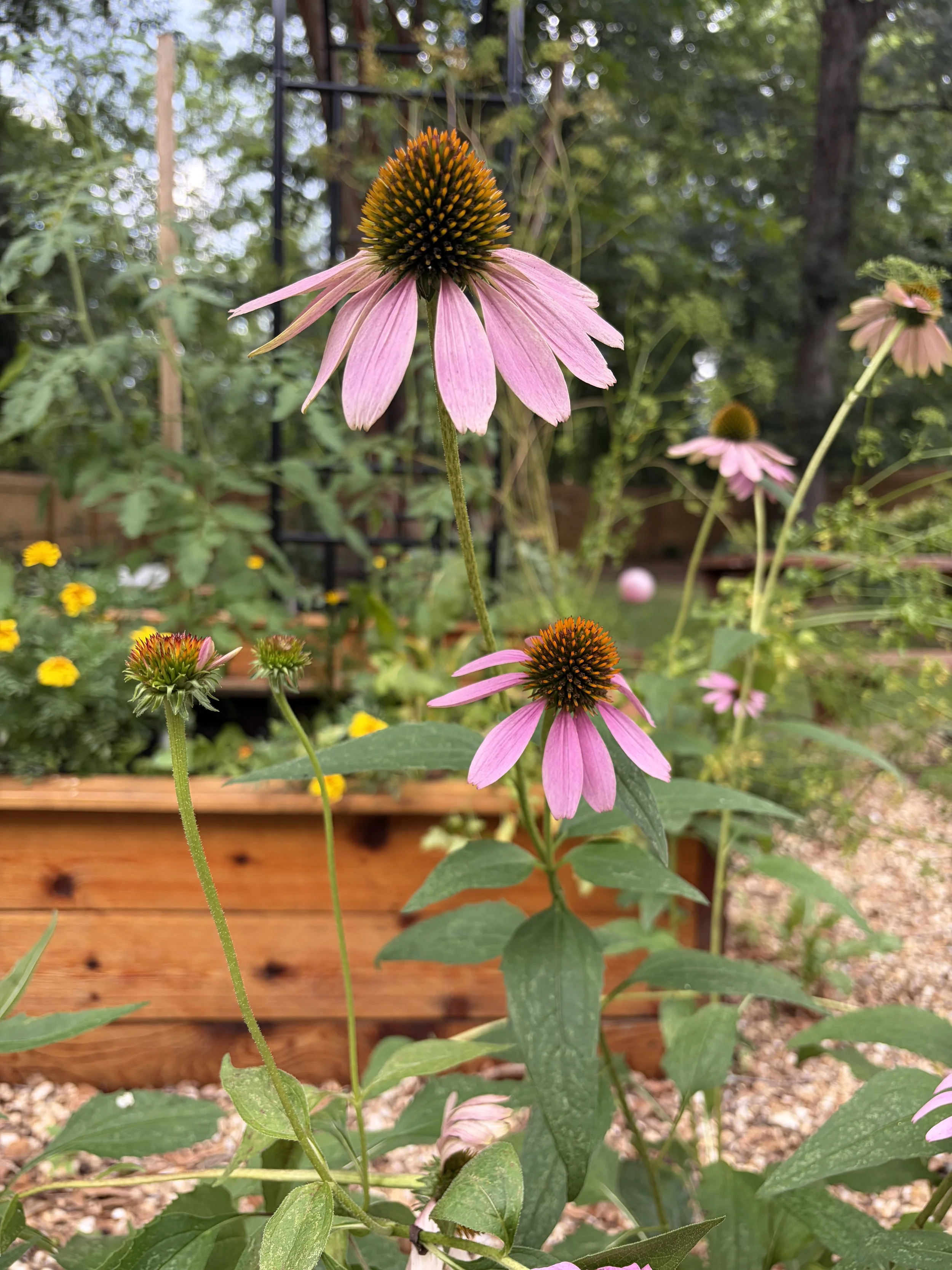 Purple coneflower plant in front of a raised bed kitchen garden