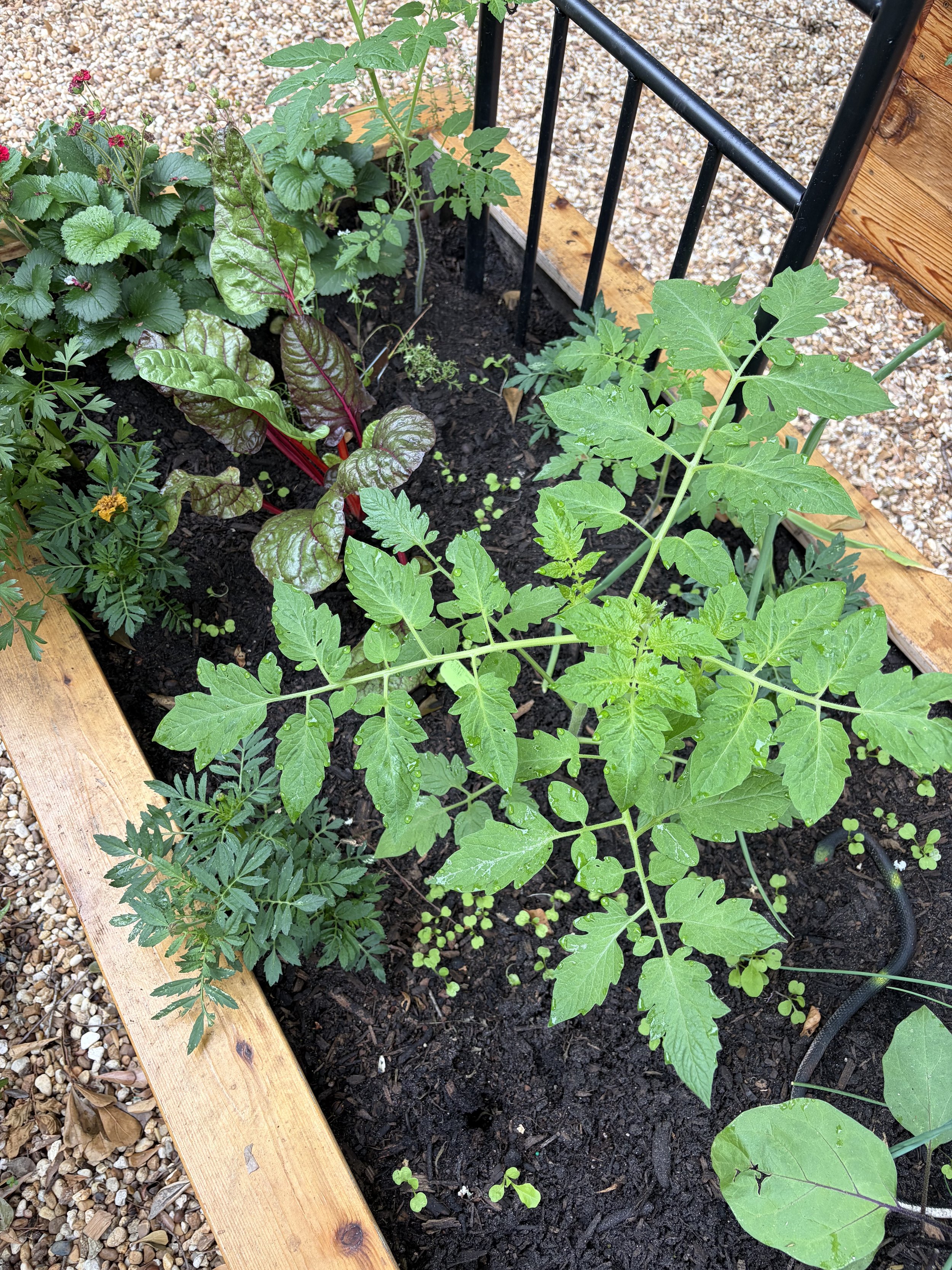 Raised bed kitchen garden with tomatoes, swiss chard, strawberries, and marigold flowers.