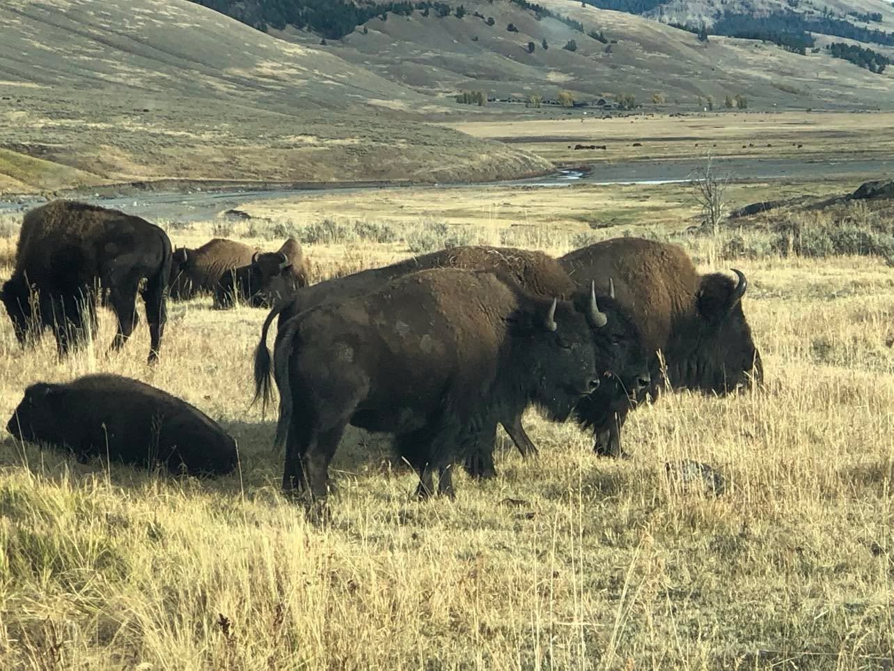 A large herd of buffalo graze idly in the Midwestern American grasslands.