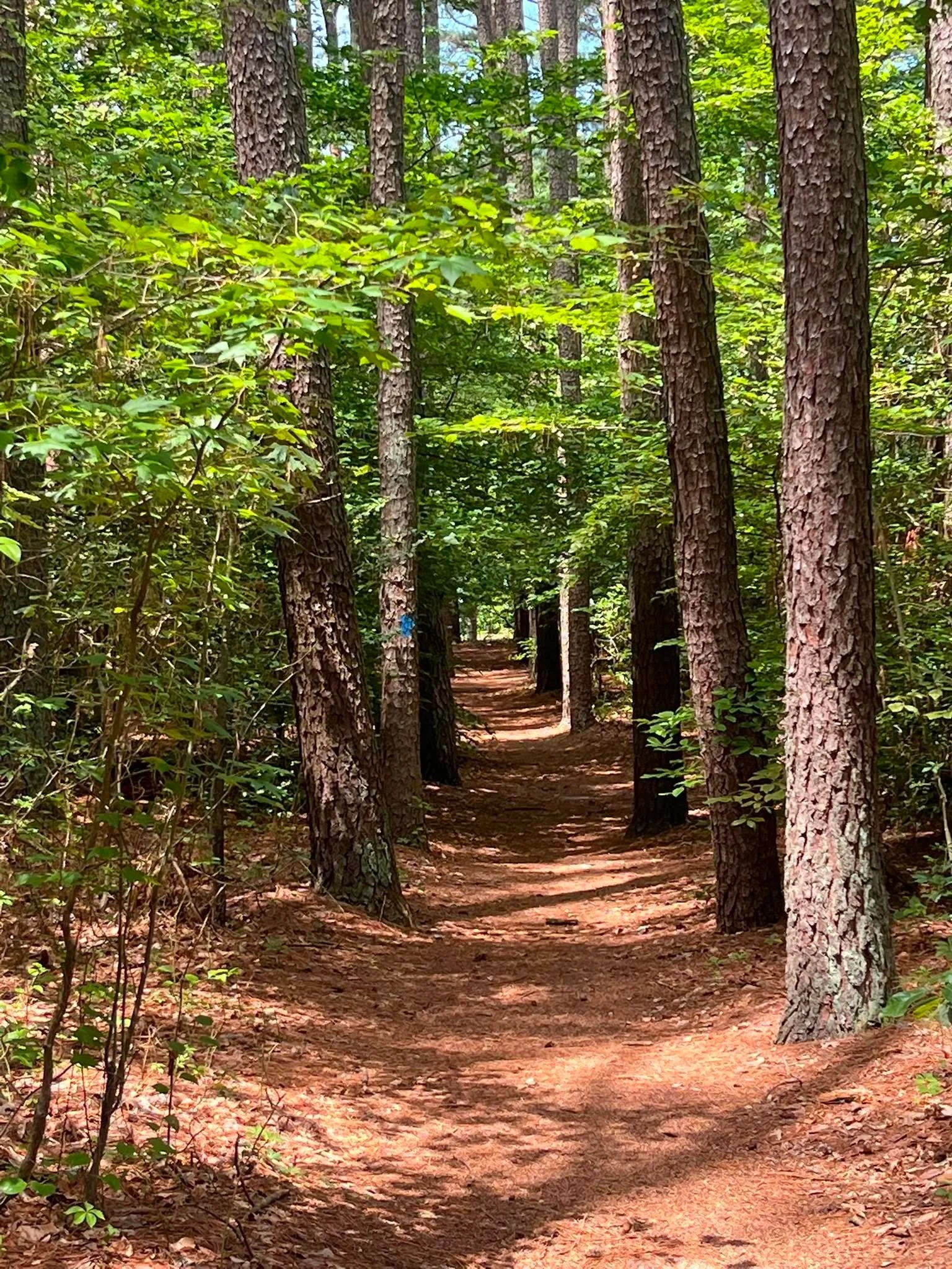 A pine-needle covered forest path winds gently between tall pine trees in a dense, lush forest.