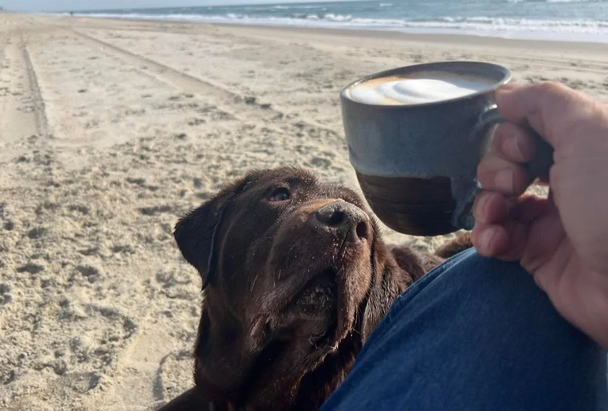 Large chocolate lab dog looks up longingly at Al's cup of coffee, held aloft in his right hand over a beautiful sandy beach with tire tracks across it.