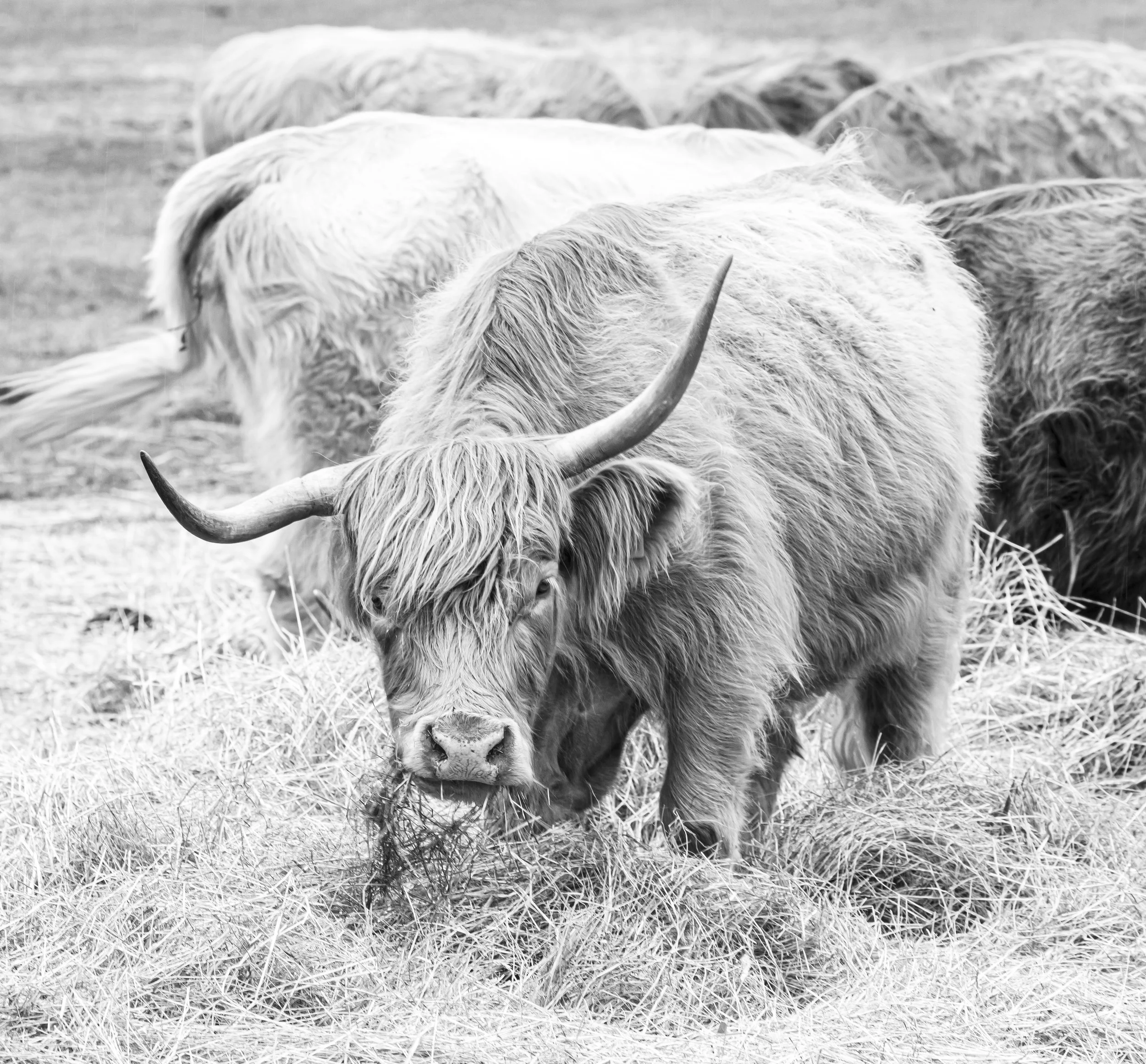 _X2A4437bw.jpg