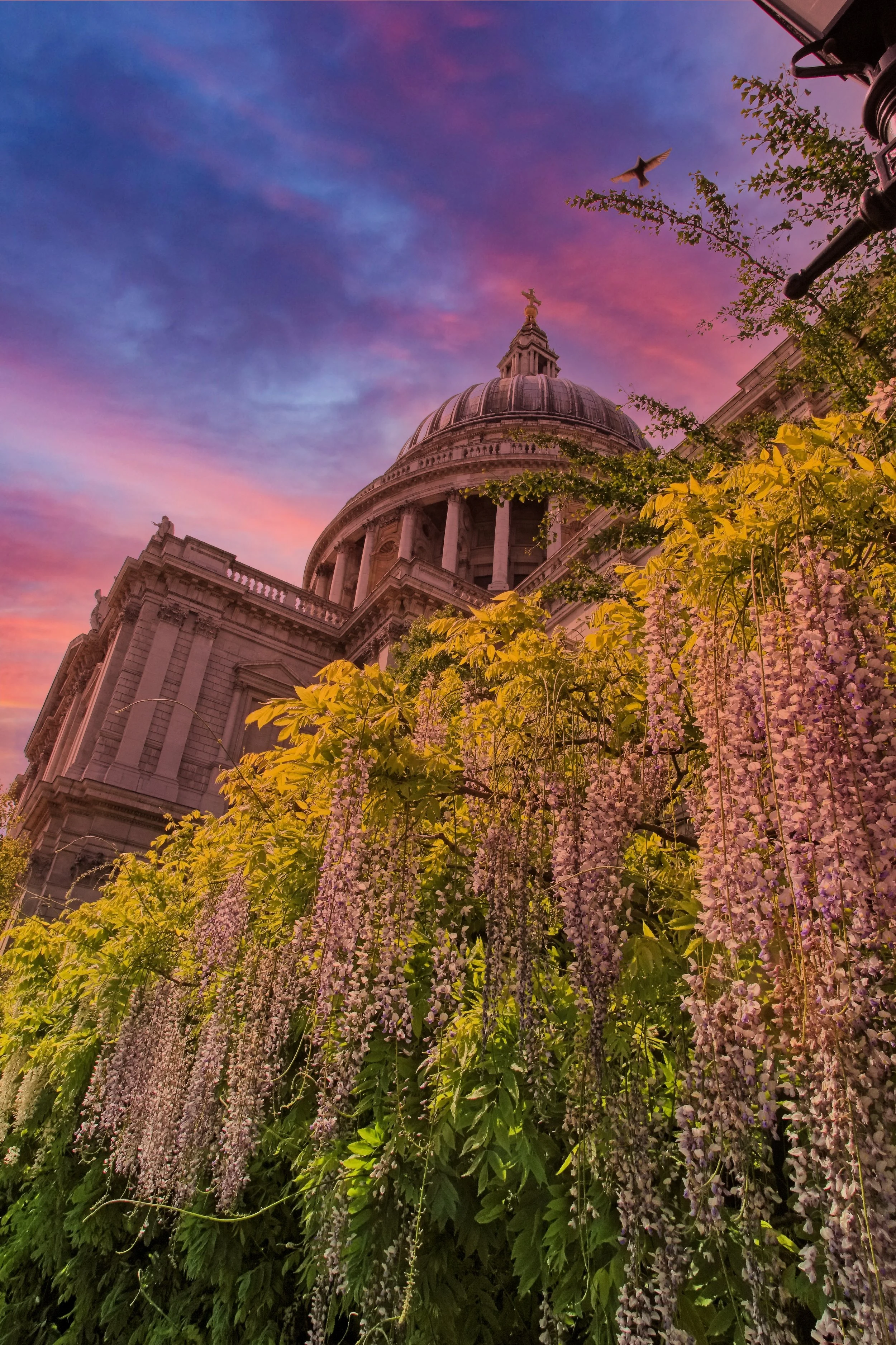 St Pauls - Wisteria