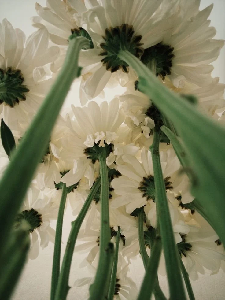 The Ceiling of Psychedelic Medicine: Why Scale, Not Science, Is the Real Challenge