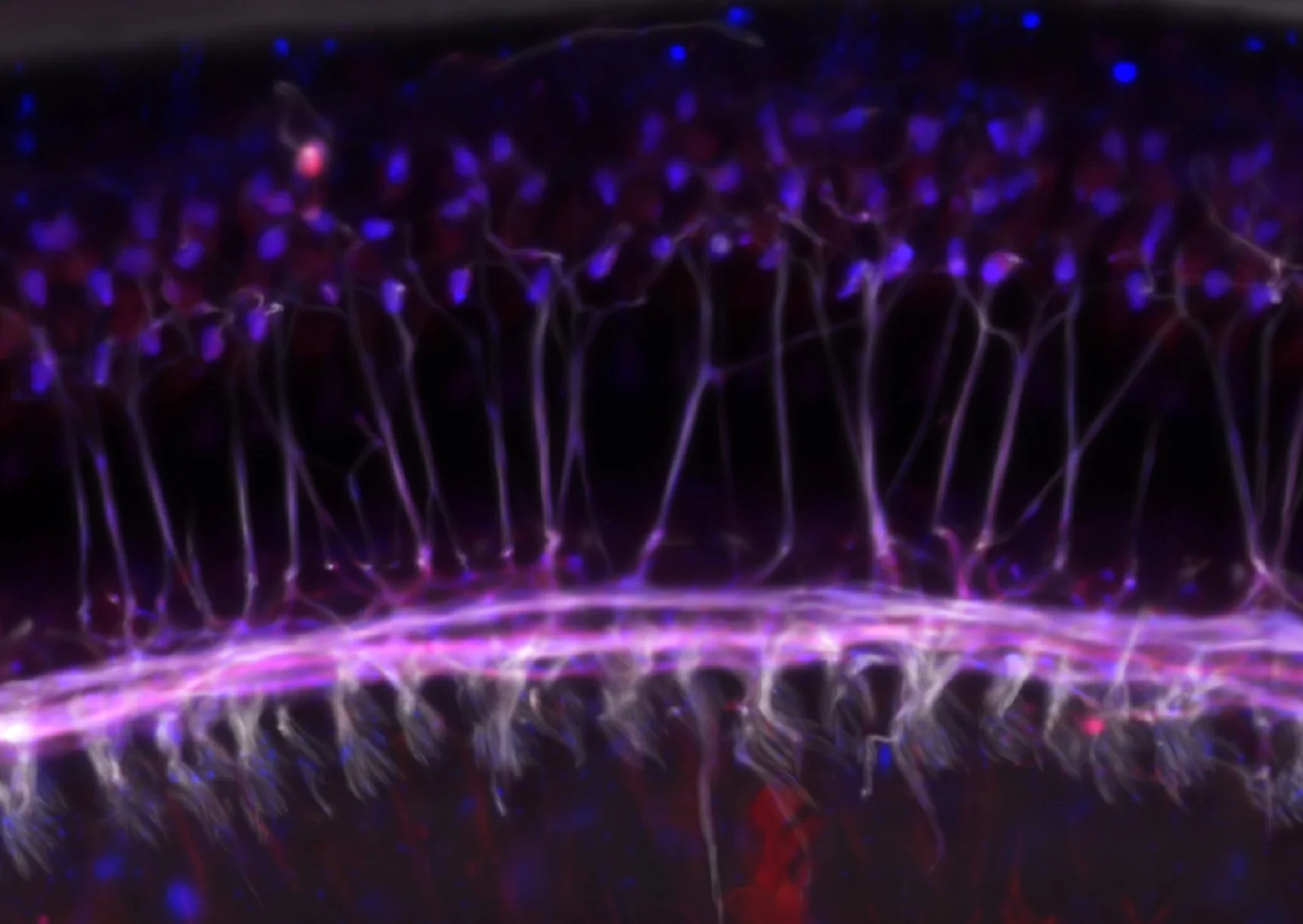 Close-up of glowing neon lights creating a pattern of interconnected lines in purple, pink, and blue on a dark background.