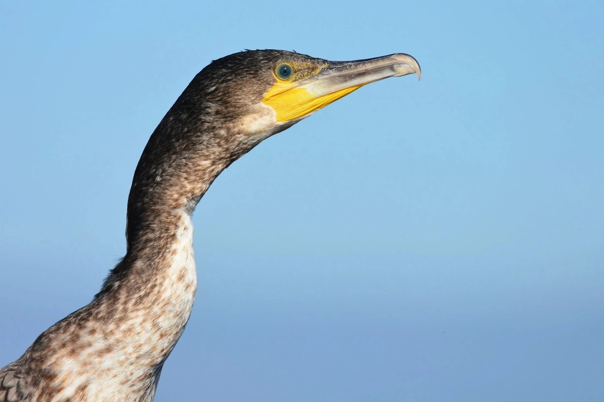 kormoran_4.jpg