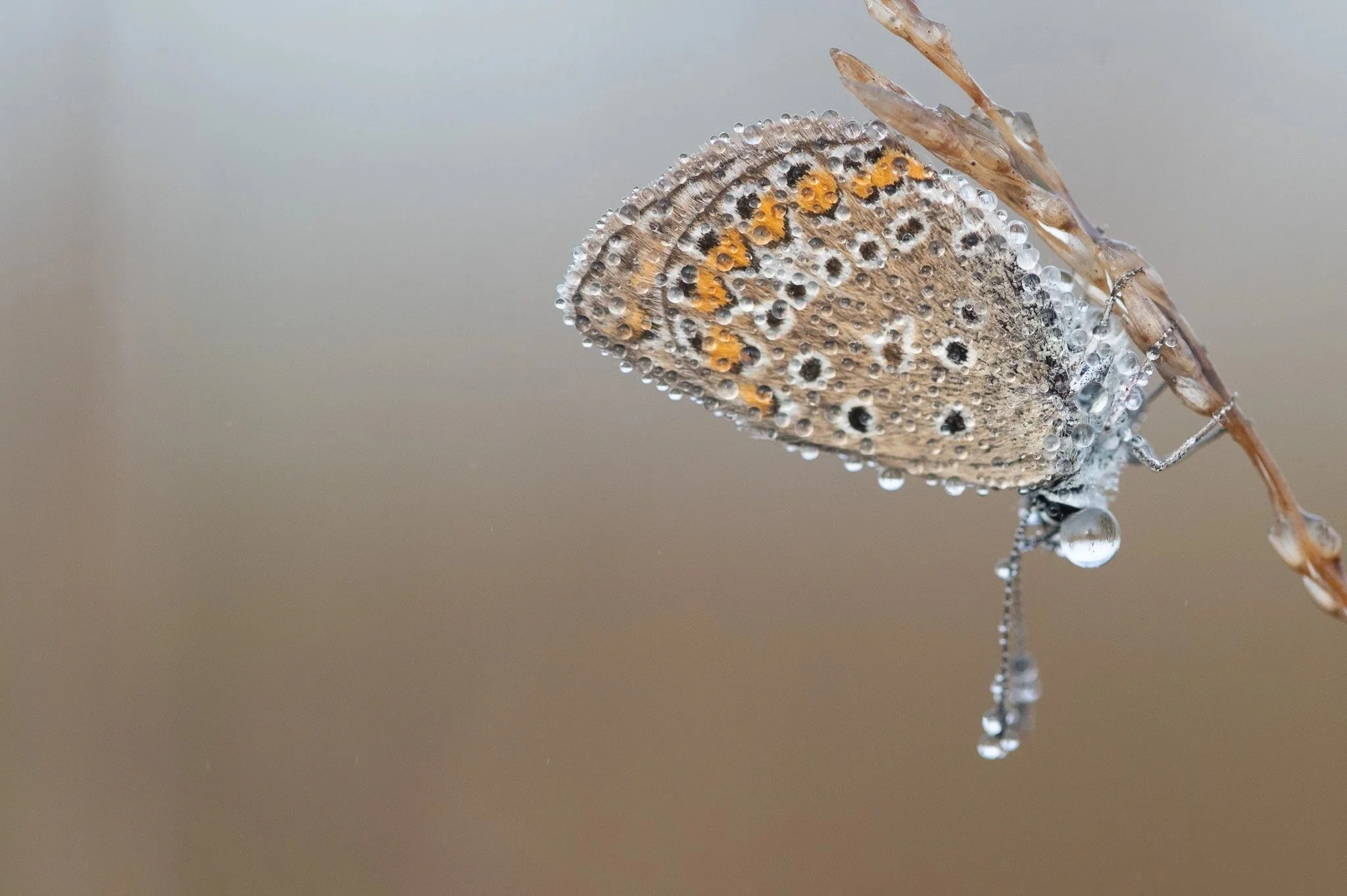 DSC_0762.jpg