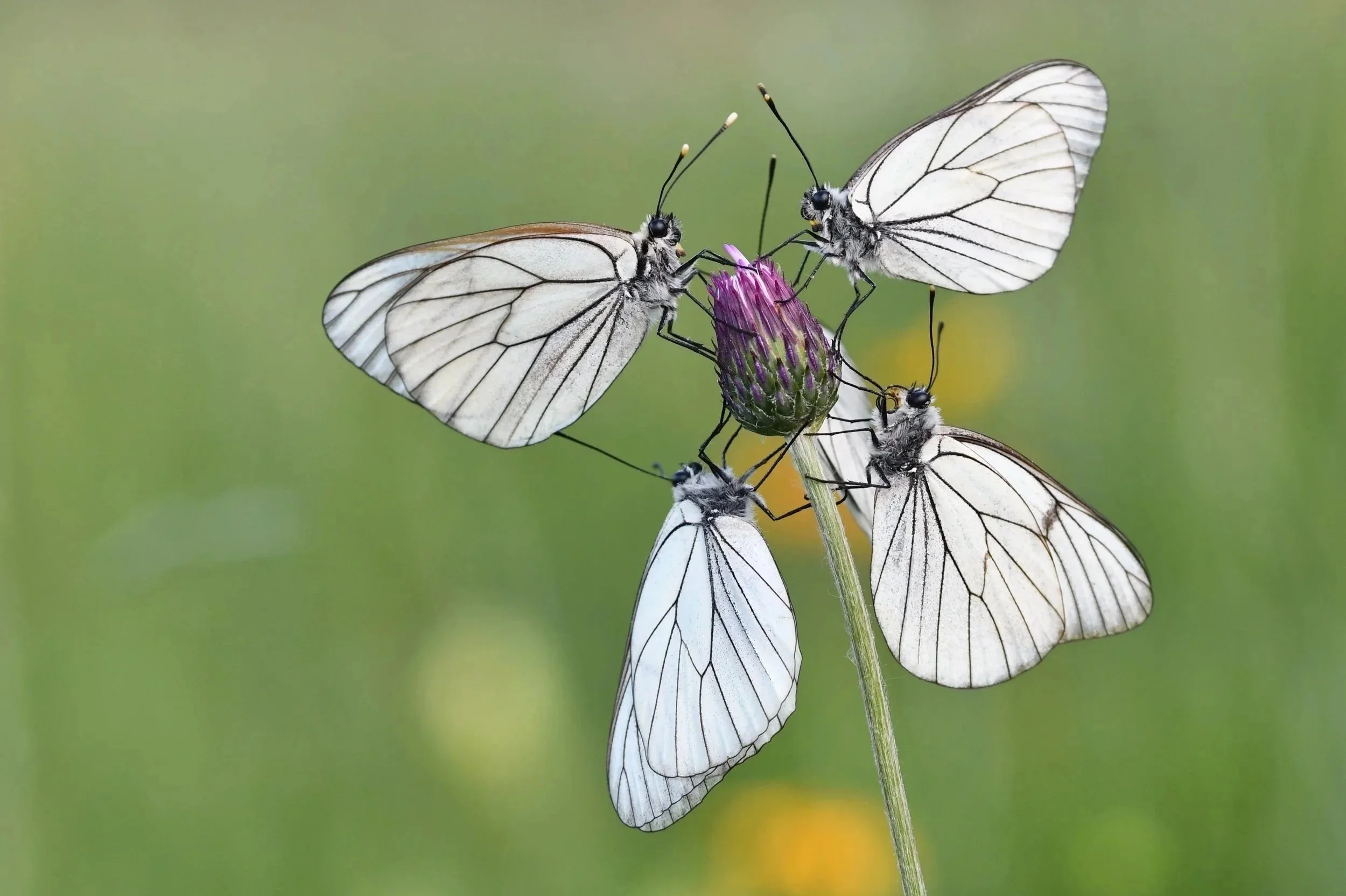 Glogova Belinka (Aporia crataegi)