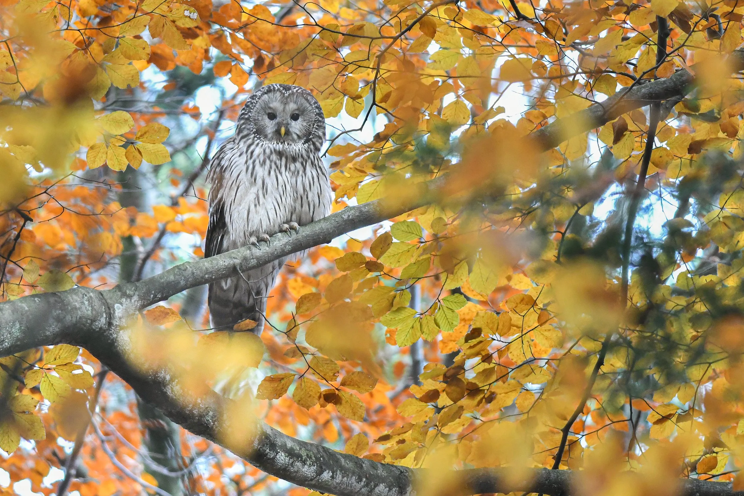 DSC_4620.jpg