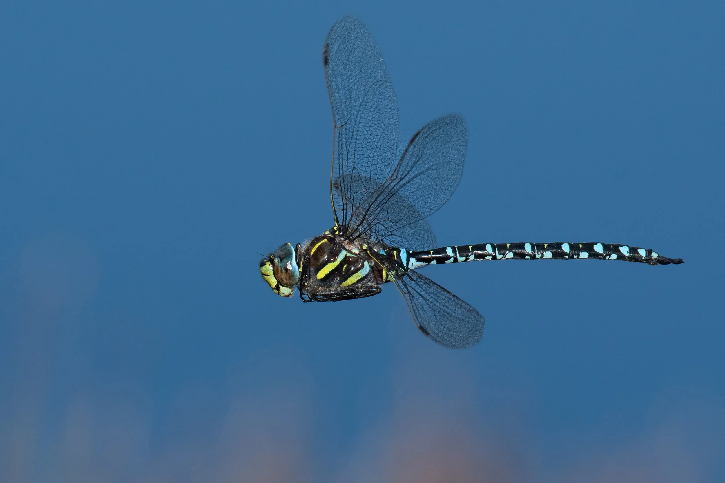 DSC_0706.jpg