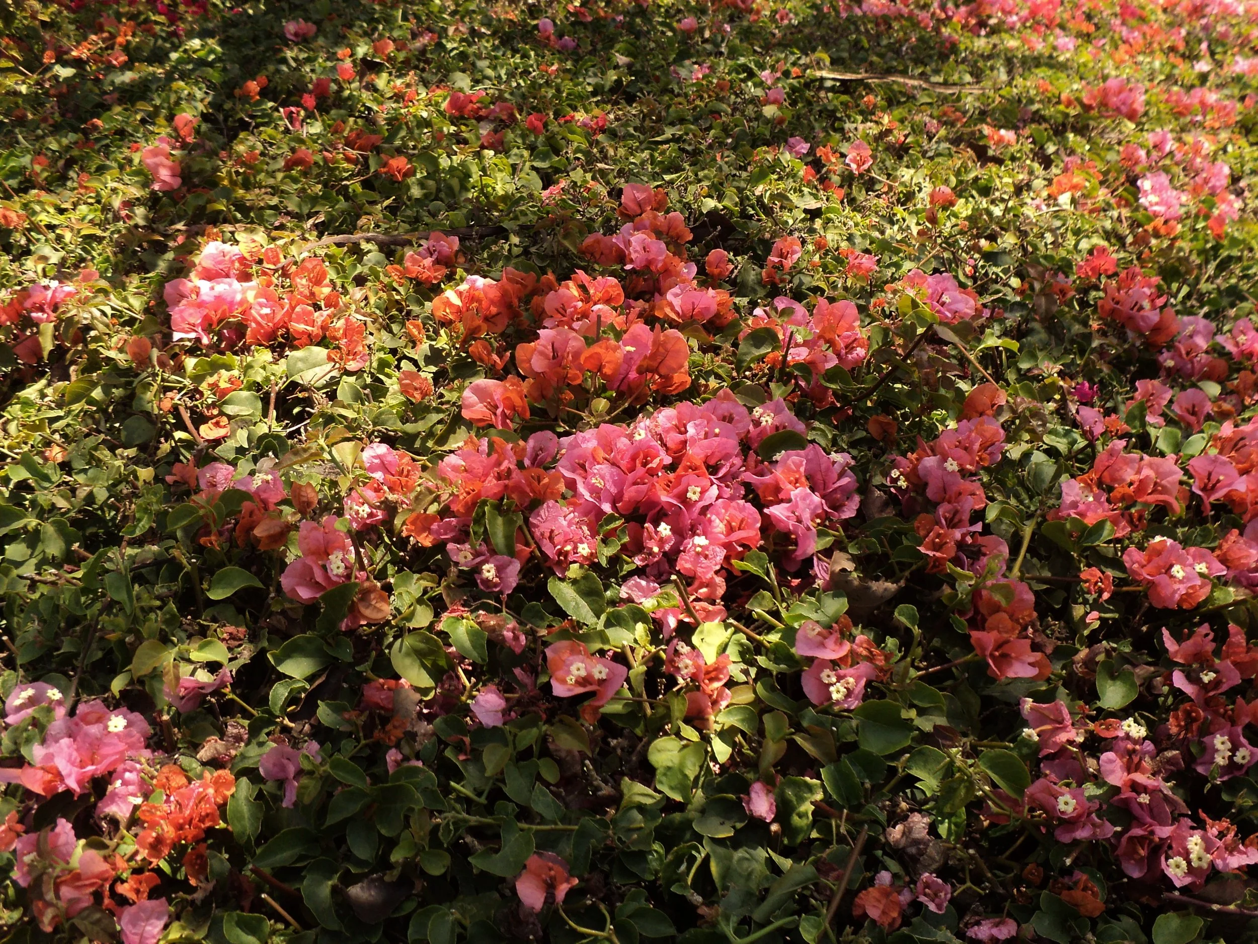 Close-up of a dense cluster of pink and orange bougainvillea flowers with green foliage.
