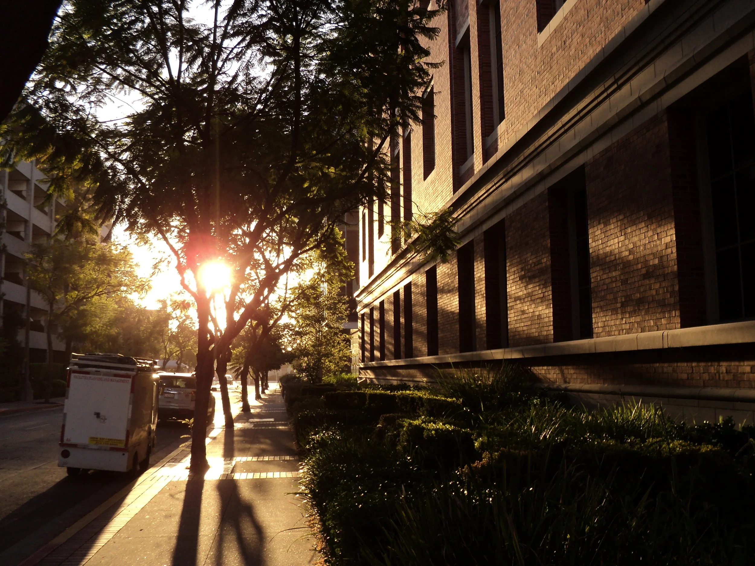 Sunset or sunrise shining through trees and illuminating a brick building on a city sidewalk.