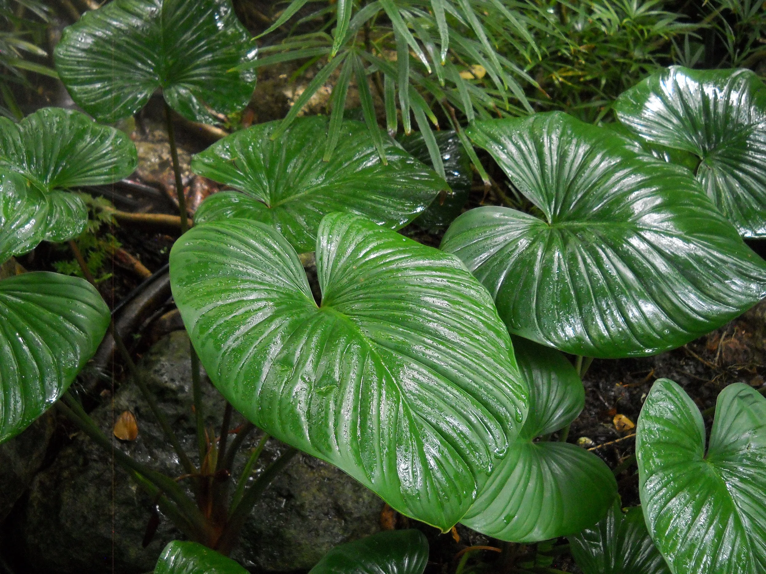 Close-up of large green tropical leaves with a glossy surface, wet from recent rain, growing in dark moist soil.