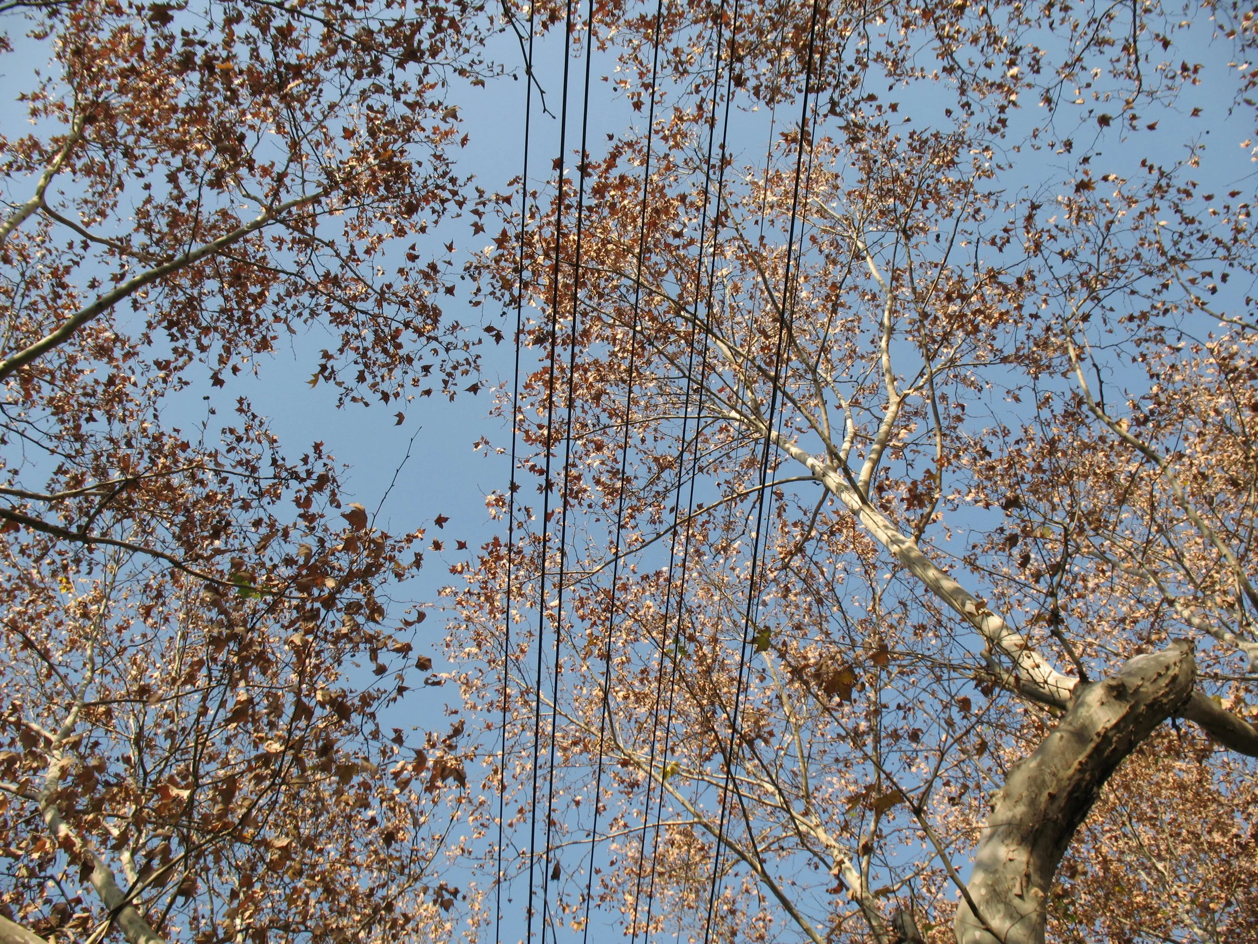 Tree branches with brown leaves against a clear blue sky, viewed from below.