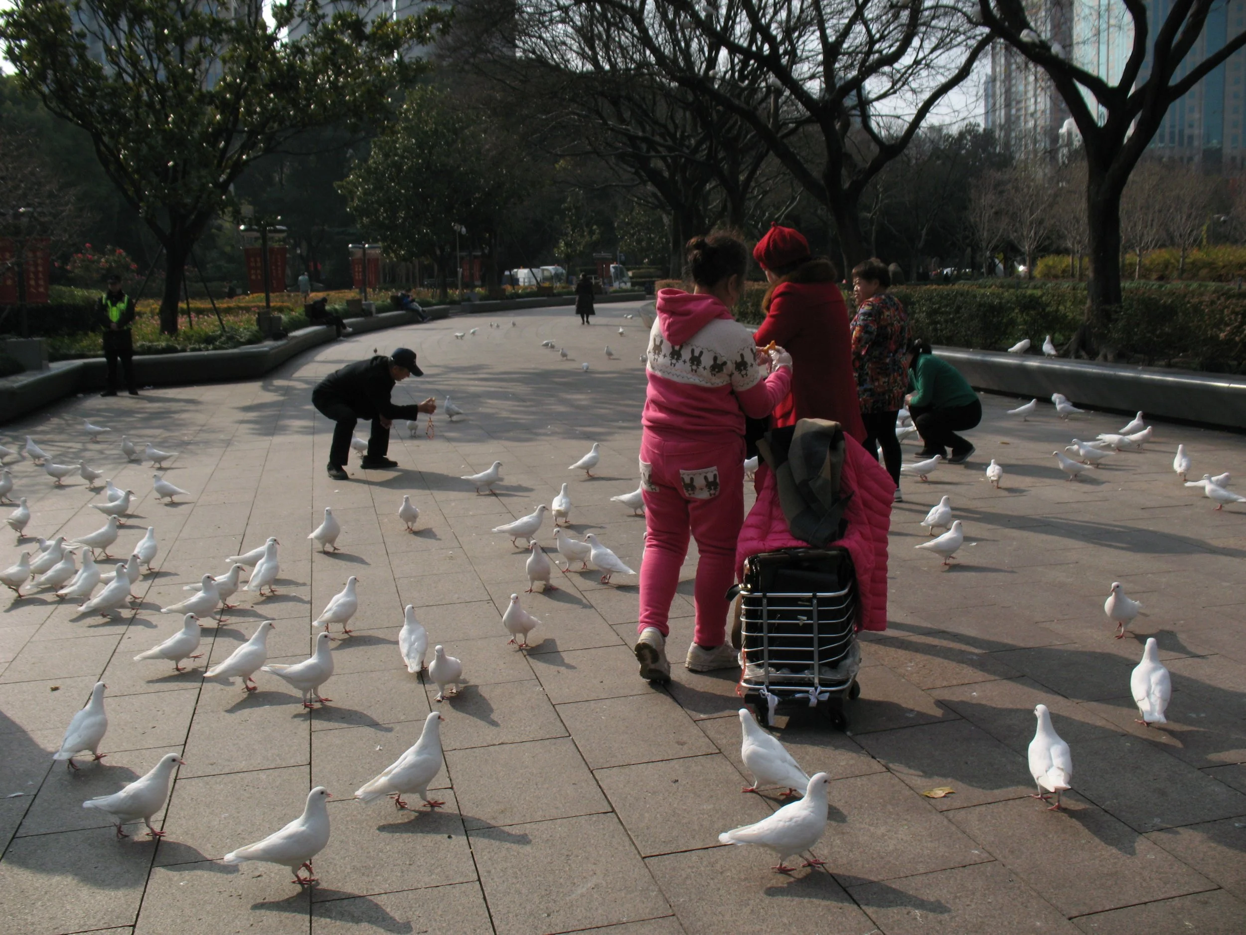 People feeding pigeons in a park on a sunny day, with trees and city buildings in the background.