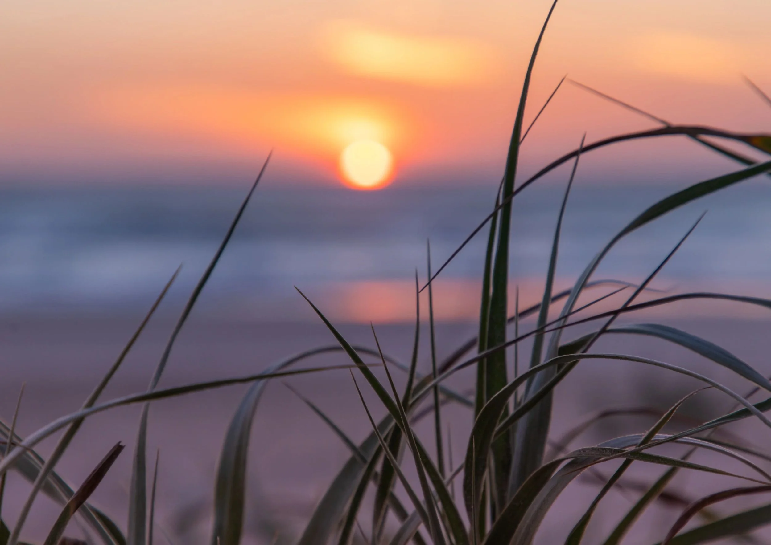 Print%20Seacliff%20sunset.jpg