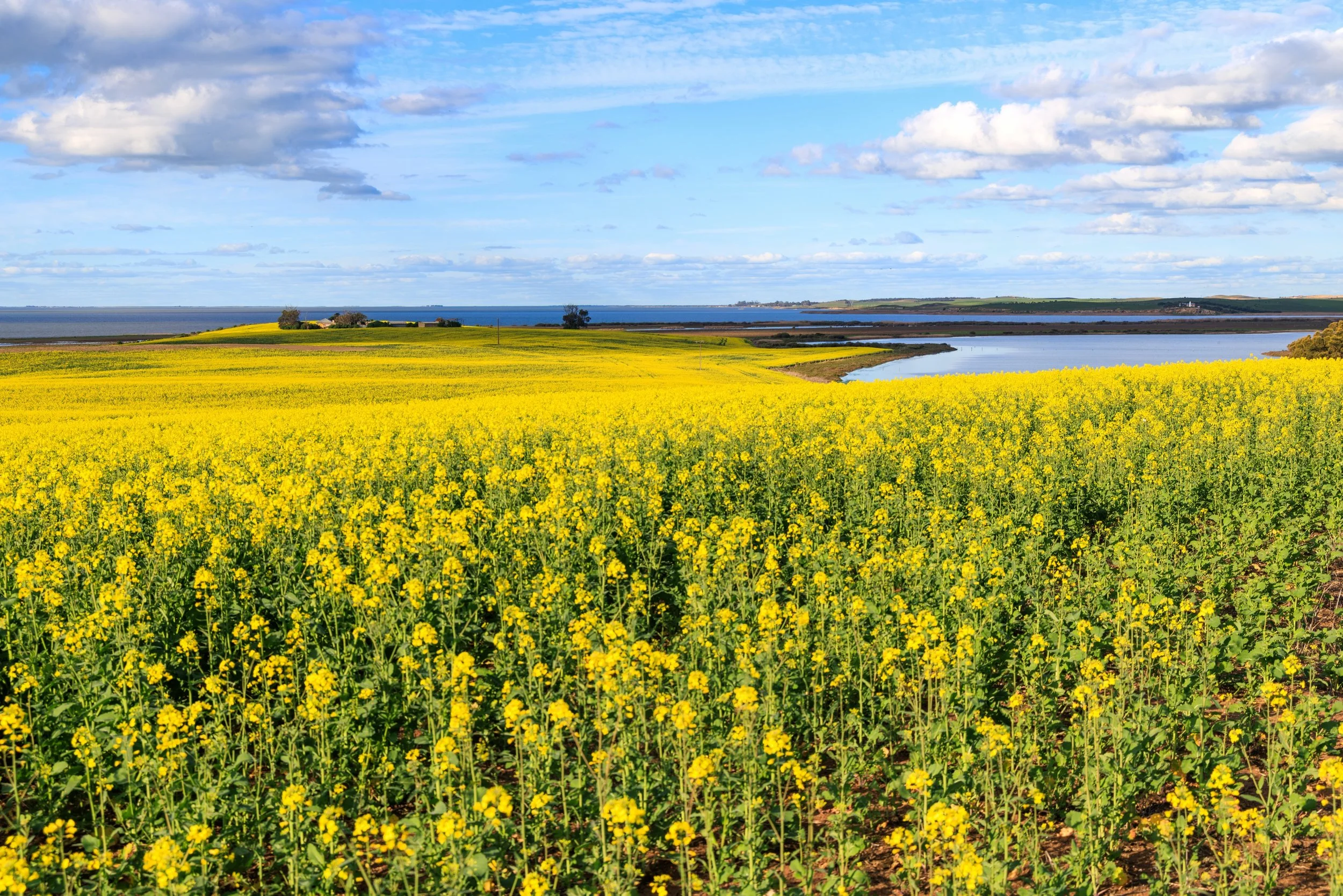 Like many in South Australia, we went for a drive yesterday afternoon. It was beautiful weather and we also hoped to see the bright landscape as the Canola fields flower.

We found many pots of gold as well as picking up a few mozzie bites as we enjo