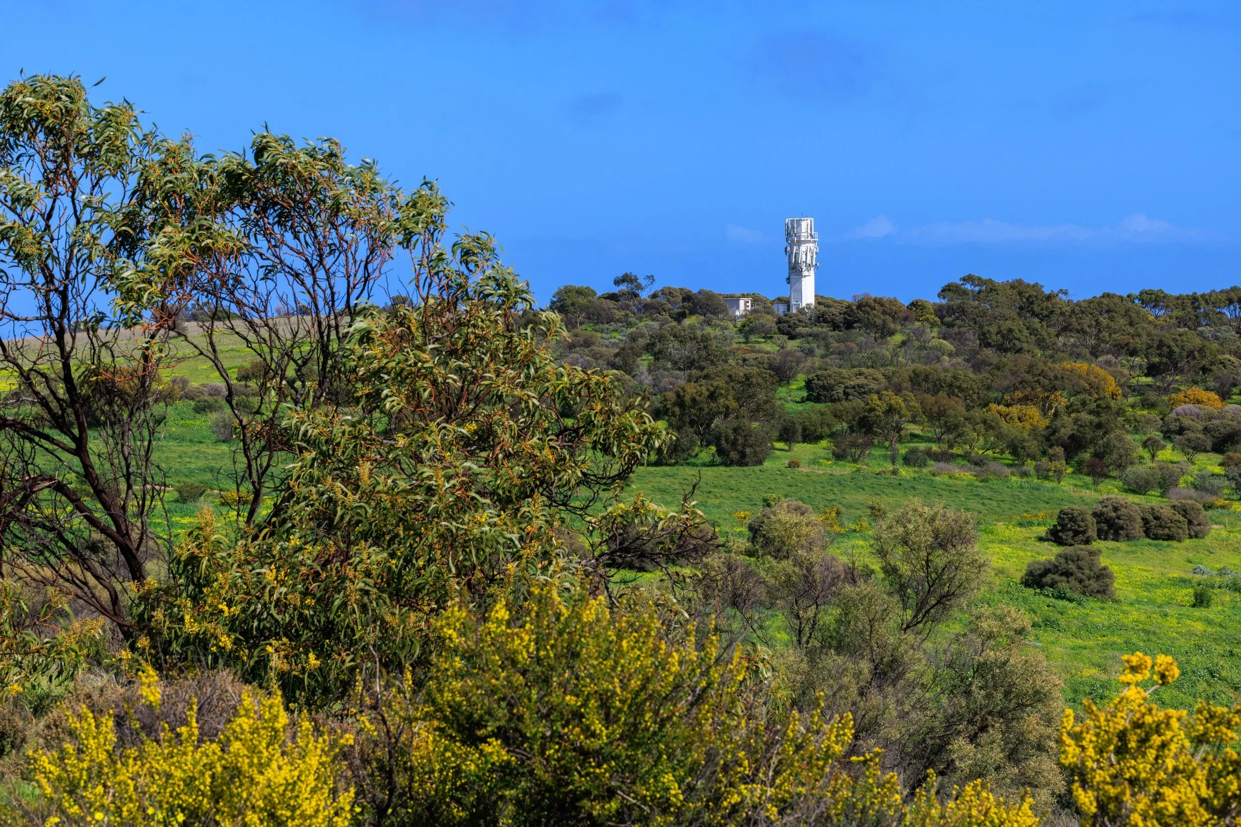 Went for a walk today, it&rsquo;s looking so green &amp; the sky was beautiful before this afternoon&rsquo;s cloud appeared.

First I spotted a Magpie catching a little lizard 🦎 

But then saw the magpie feeding its babies up in a tree 🌳 

And the 