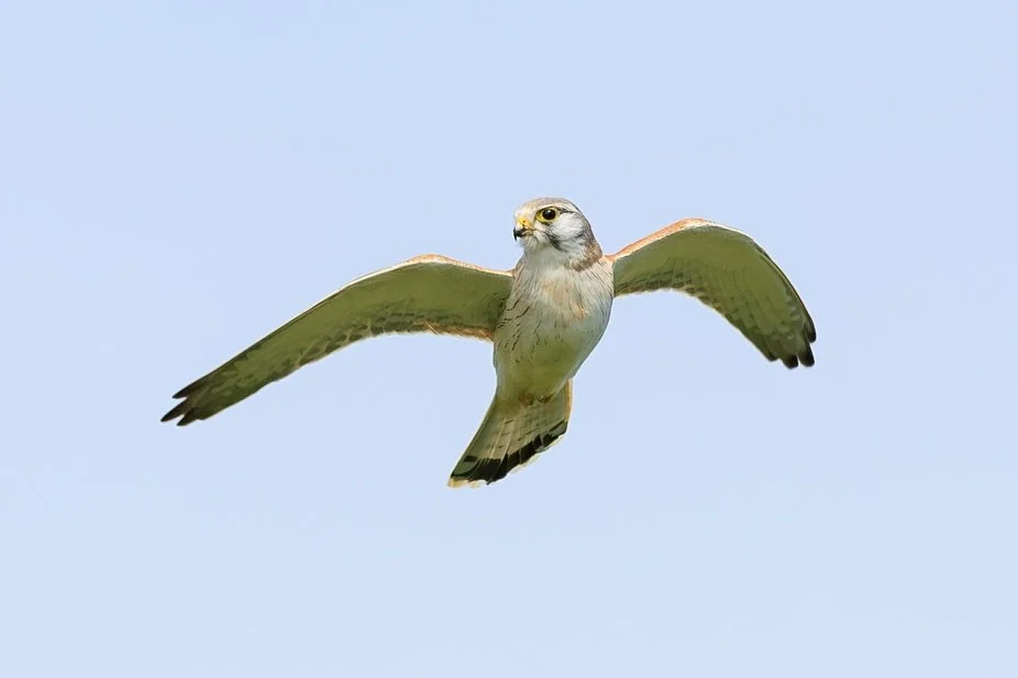 Finally upgraded to mirrorless and I&rsquo;m learning the amazing autofocus differences between the R5 ii vs the 5D IV. I followed this Nankeen Kestrel around the Marino Conservation Park for practice 😁

#nankeenkestrel #birdsofaustralia #southaustr