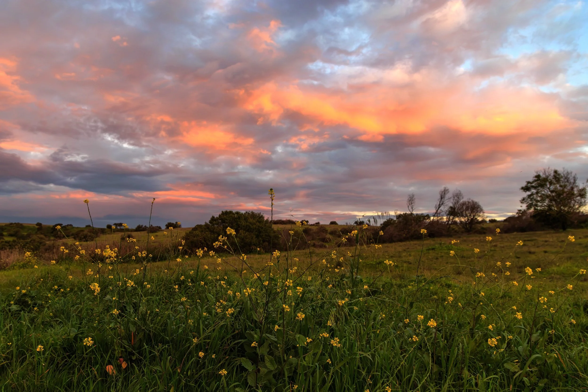 Tonight&rsquo;s Sunset gave a very quick pop of colour before the rain clouds dominated the light. 
I&rsquo;m loving the yellow and greens that are spread across the landscape this time of year 💛💚