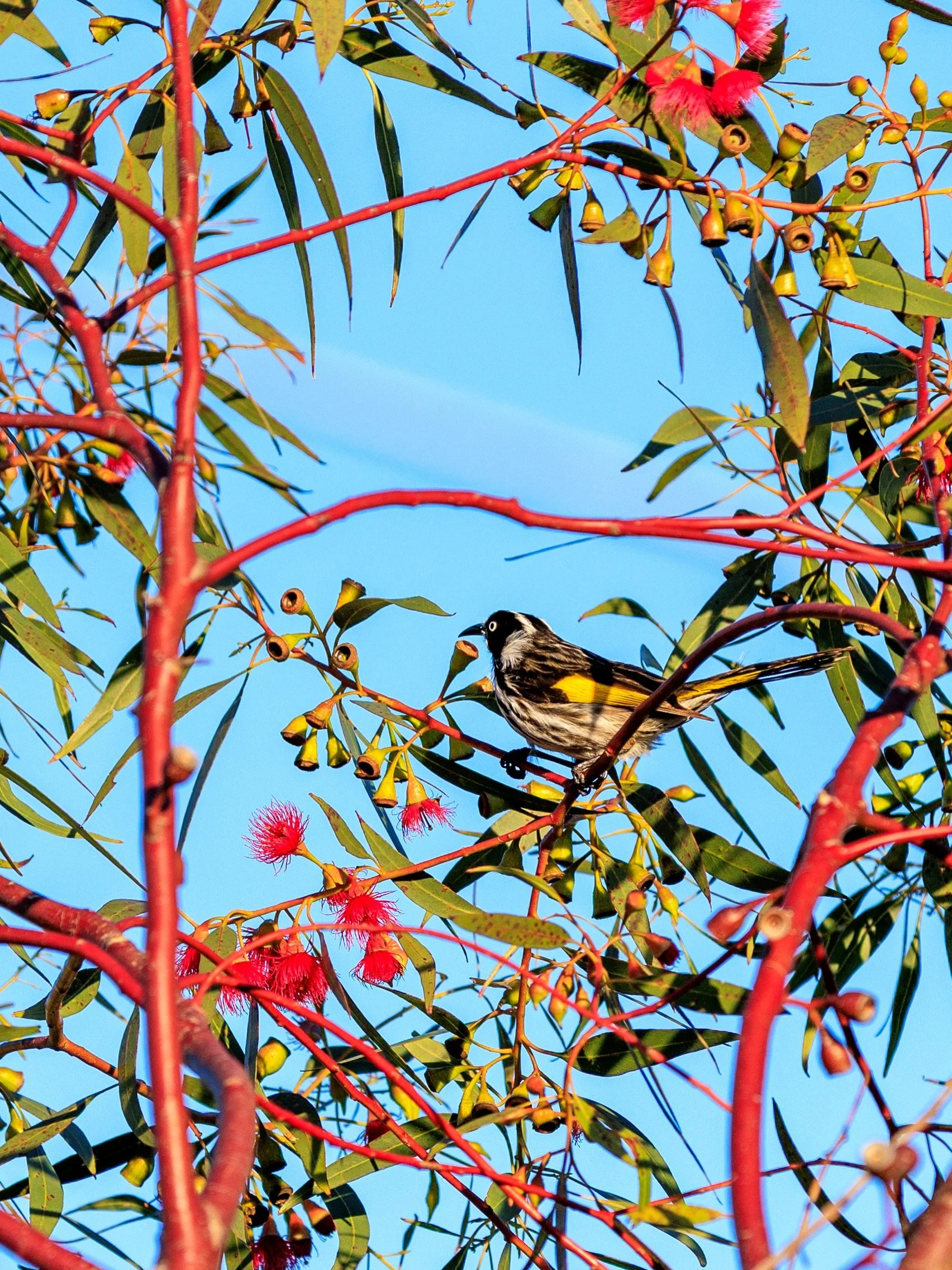 Spring is in the air 🌱 

#adelaide #newhollandhoneyeater