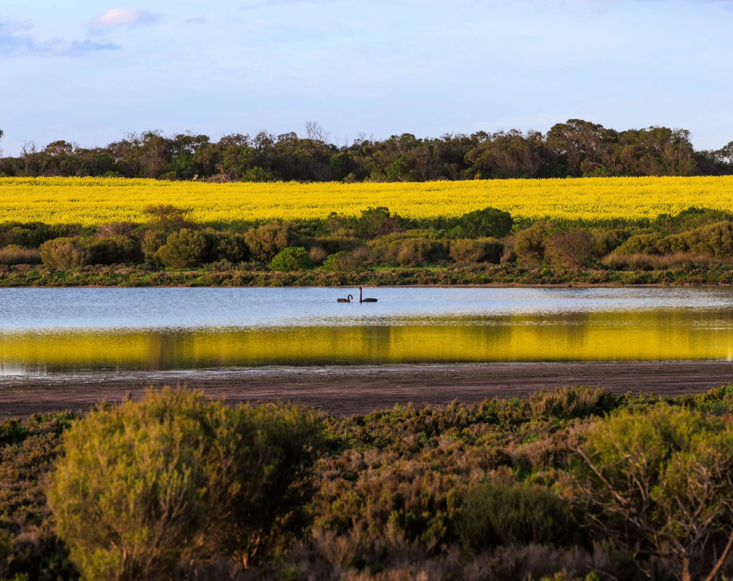 You&rsquo;ve no idea how many mozzie bites I got taking this 😂

We did a trip to the Coorong last weekend and it was late in the day so we decided to stay until sunset. This was just before and I couldn&rsquo;t believe how many were around. Had to g
