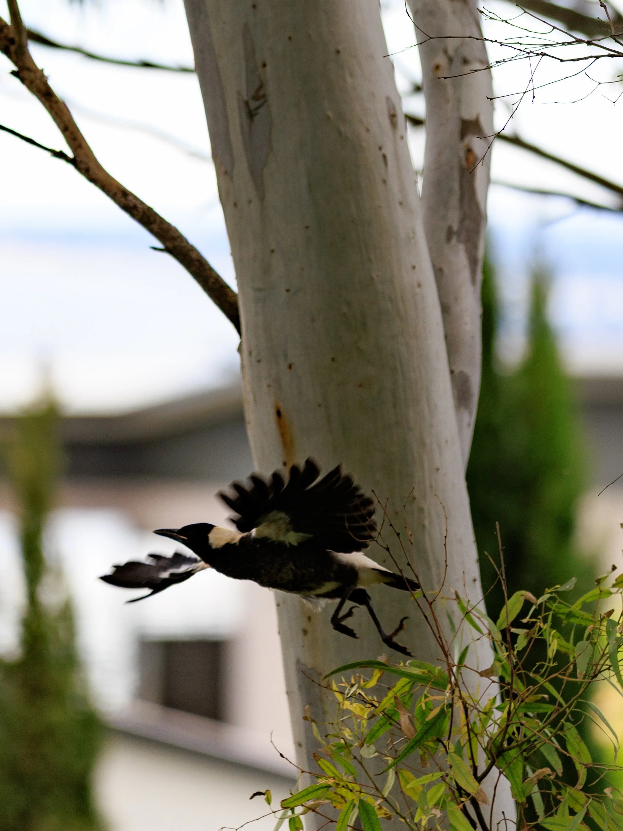 So lucky me caught the first flight of the naughty baby magpie! There was a lot of noise and he did get stuck on a tree for a while but eventually made the move and I noticed he was back safe in the nest last night 🖤🤍🩶