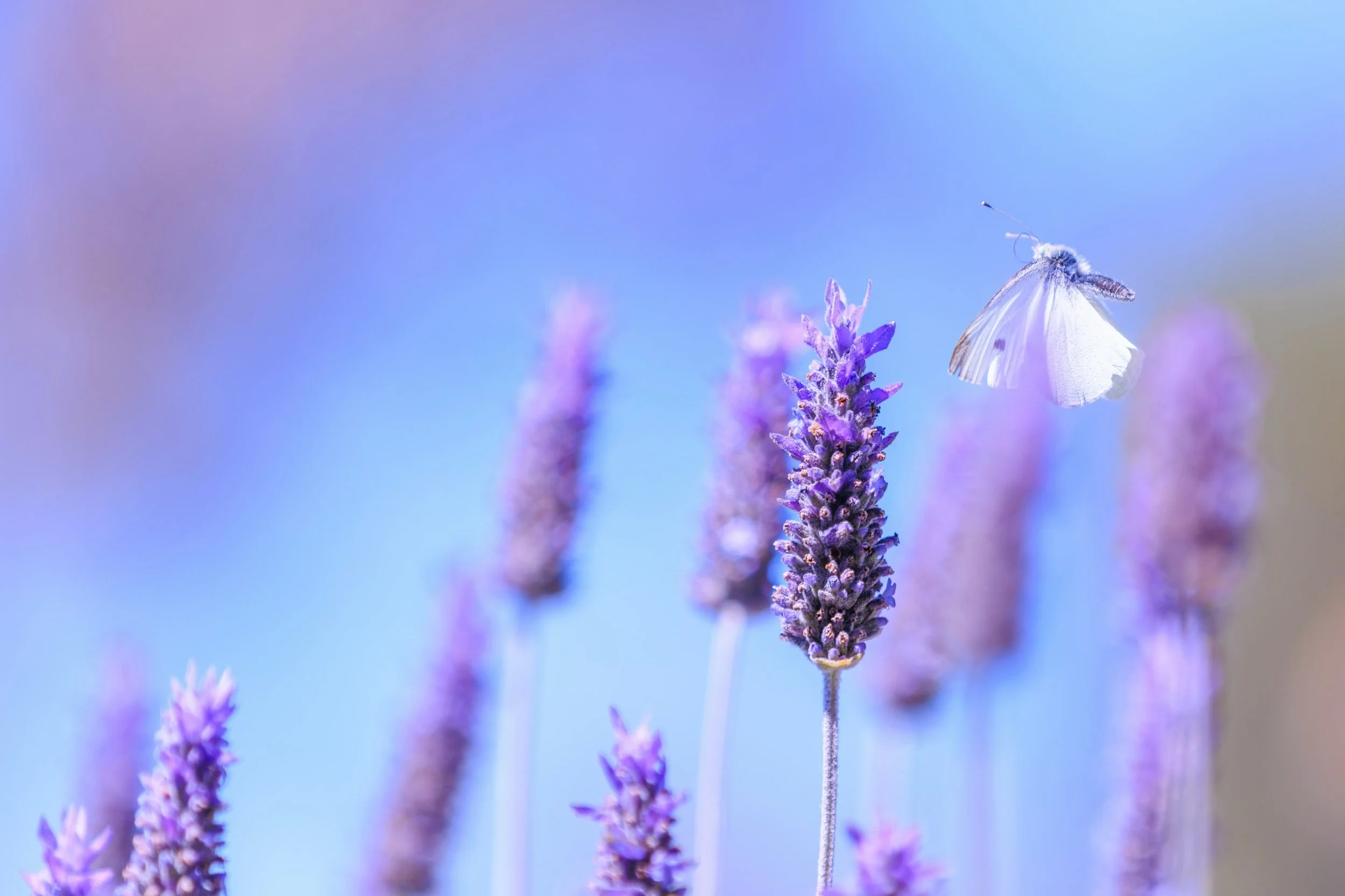 So nice to be out in the garden, watching the butterflies flutter around the lavender 🪻💜 Such a contrast to the true crime podcast that&rsquo;s playing in my ears 😂