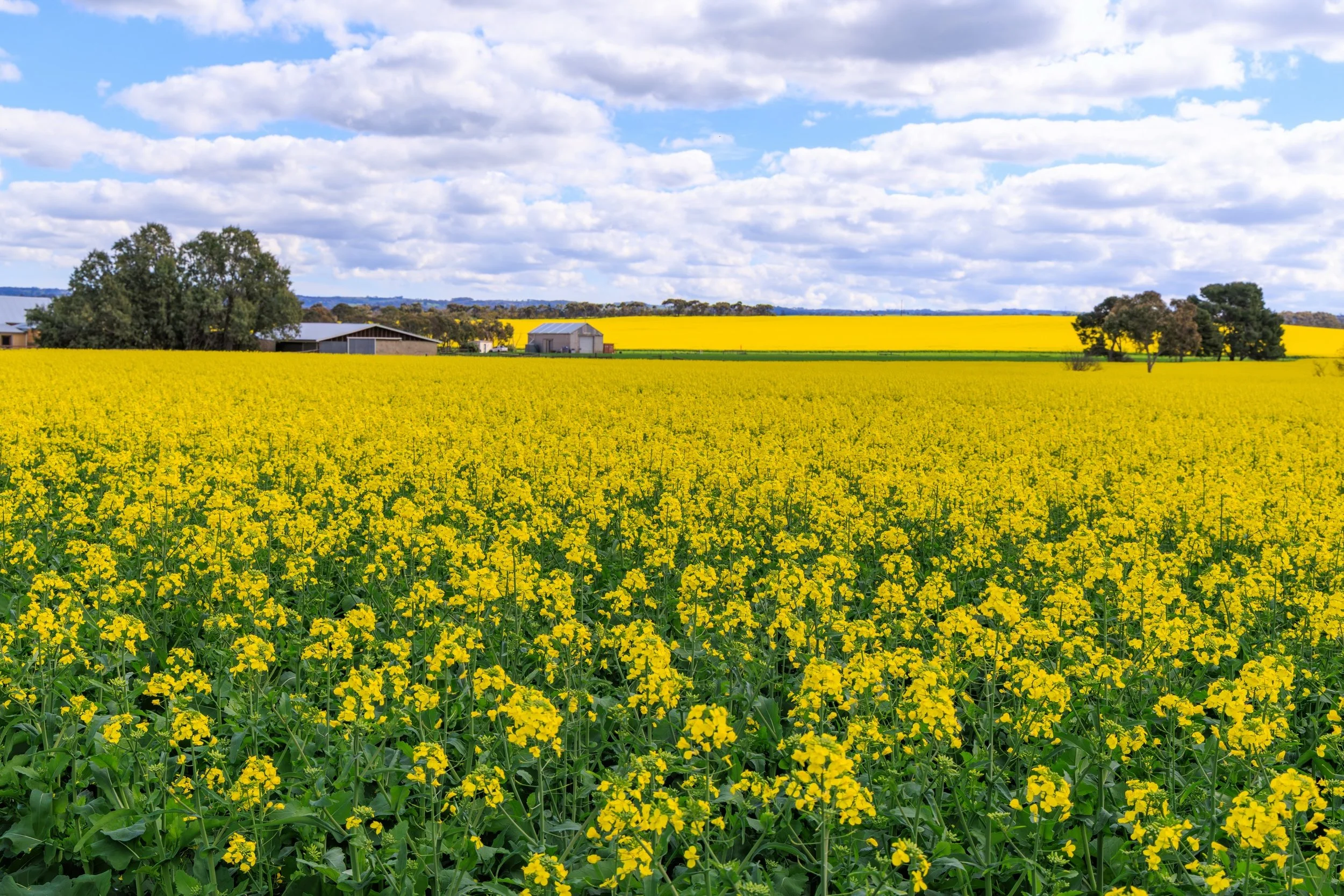 Green &amp; Gold coloured fields with a sprinkling of clouds 💛💚🩵