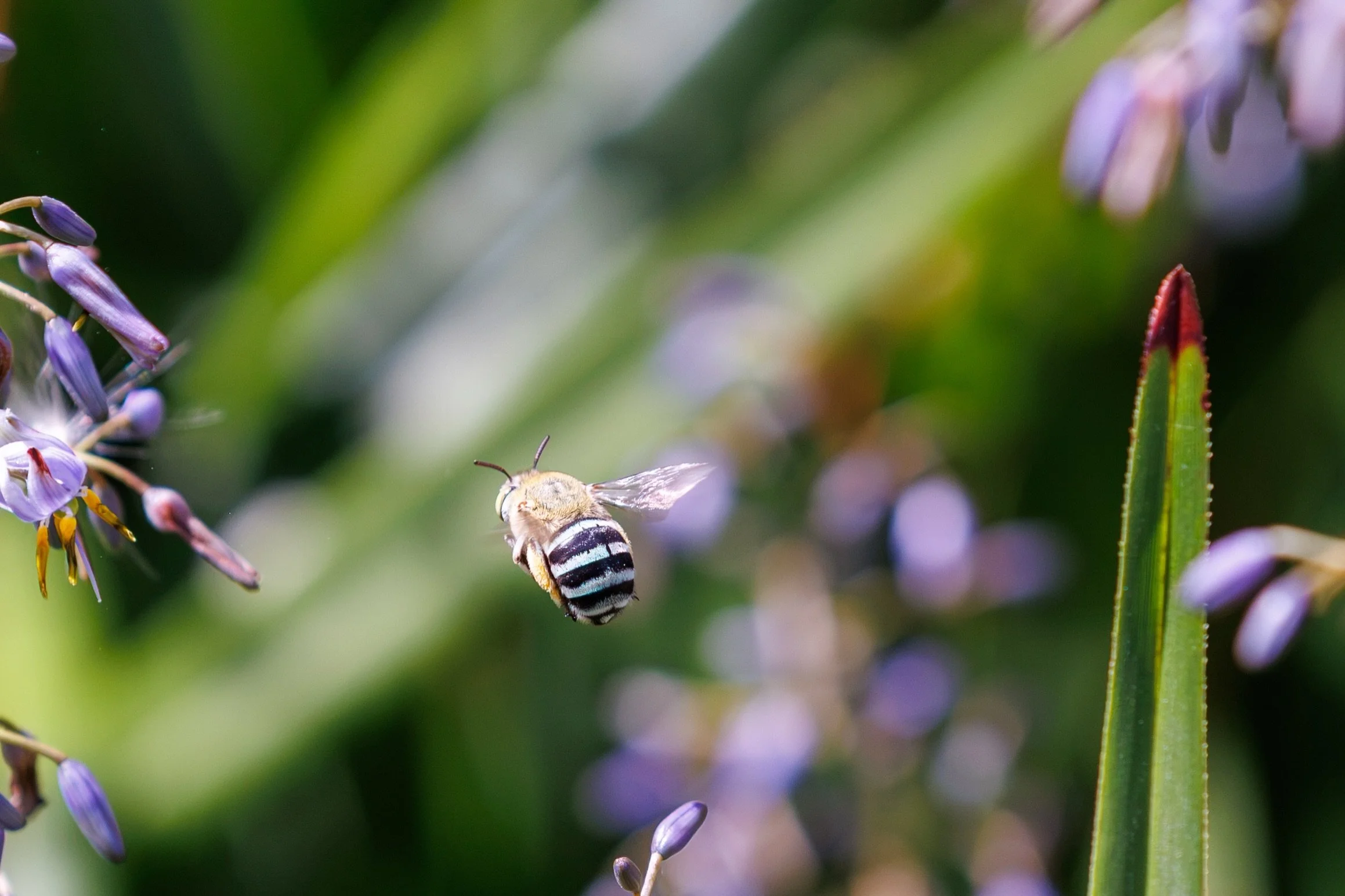 Seemingly attracted to anything purple in our garden, we had a visit from quite a few Blue banded bees. 
They behave differently from the other bees, they don&rsquo;t seem to land for long and capturing them was quite a challenge!